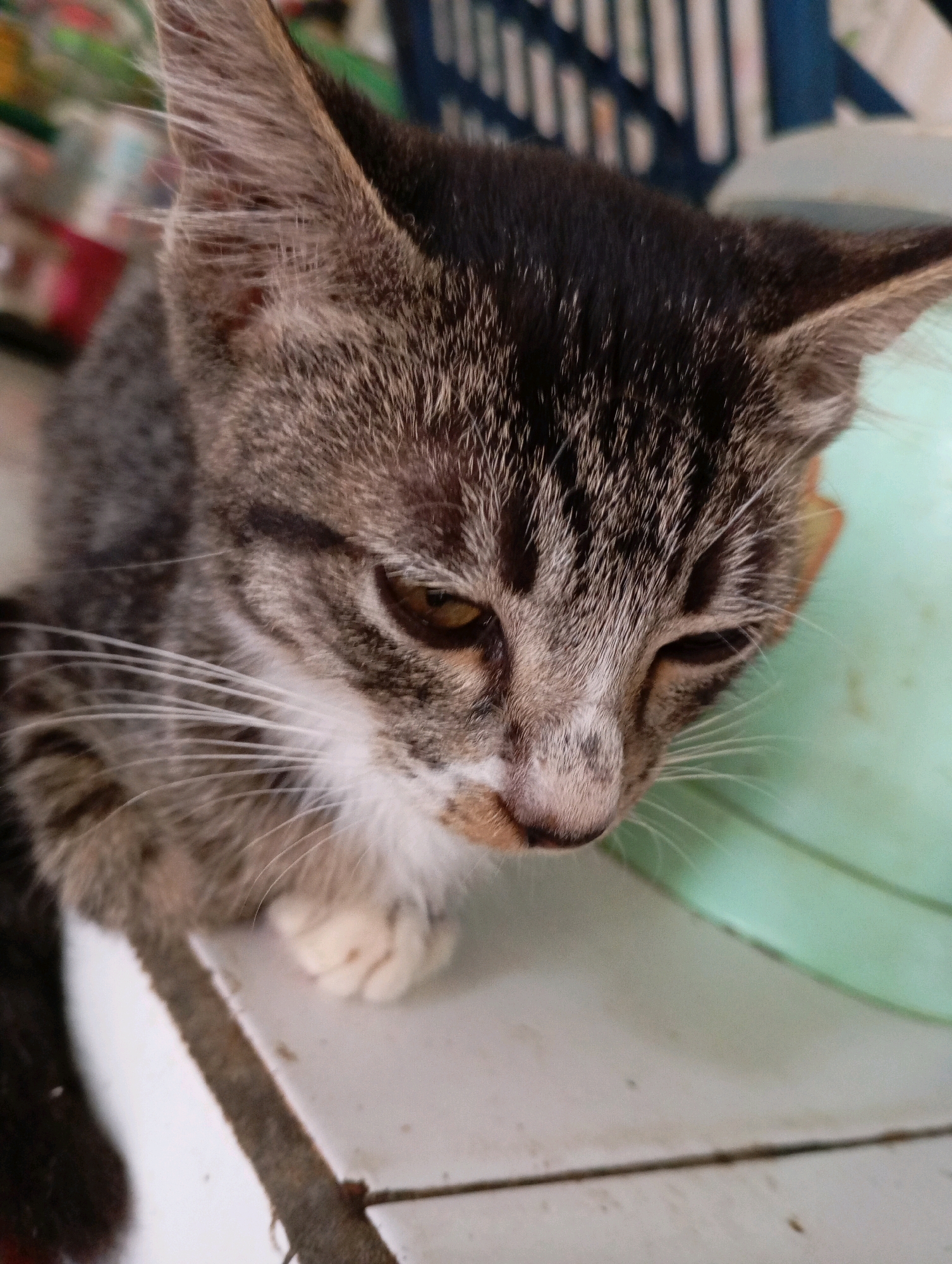 The image shows a close-up of a tabby kitten resting on a tiled surface. The kitten is facing downwards and to the right, with its eyes partially closed. Its fur is a mix of gray, black, and white, with distinct tabby markings on its face and body. One of its front paws is visible, showing white fur and pink pads. The background is blurred, but a teal-colored object, possibly a bowl or container, is visible to the right of the kitten. Behind the kitten, a slatted structure, potentially part of furniture or a fence, is also out of focus. The lighting suggests it is daytime. The tiled surface appears to be outdoors or in a covered outdoor area. The scene does not contain any identifiable landmarks or specific details that would allow for precise location identification within Balikpapan, Indonesia.
