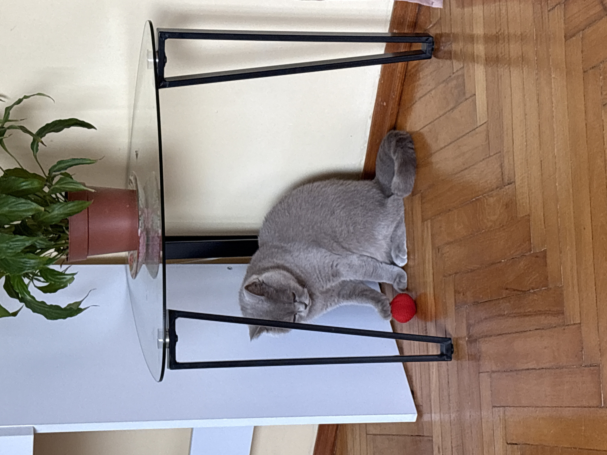 A grey British Shorthair cat is sitting on a wooden floor under a glass-top triangular table. The cat is looking down at a small red ball. To the left of the cat is a white piece of furniture. Behind the table, a potted plant with green leaves sits on a decorative plate. The wall behind the plant is a light color. The floorboards are laid in a herringbone pattern. The scene appears to be indoors, in a domestic setting. This image was taken in Ternopil, Ukraine.