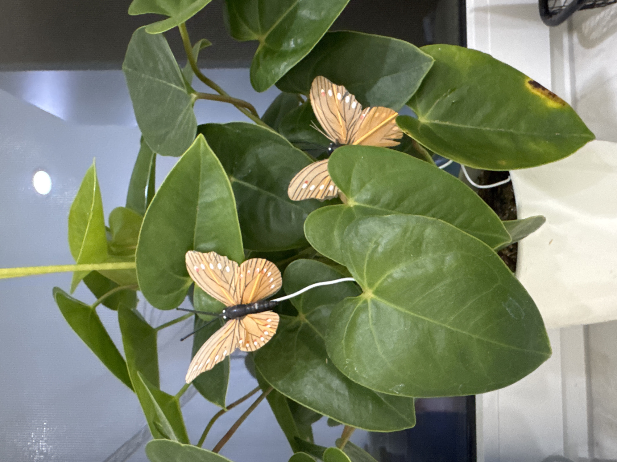 Two artificial butterflies are placed on the leaves of a potted plant. The butterflies are orange with black markings and white dots. The plant has large, glossy green leaves and is in a white pot. The background shows a window with diffused light. The location of this image is the city of Bietigheim-Bissingen, Germany.