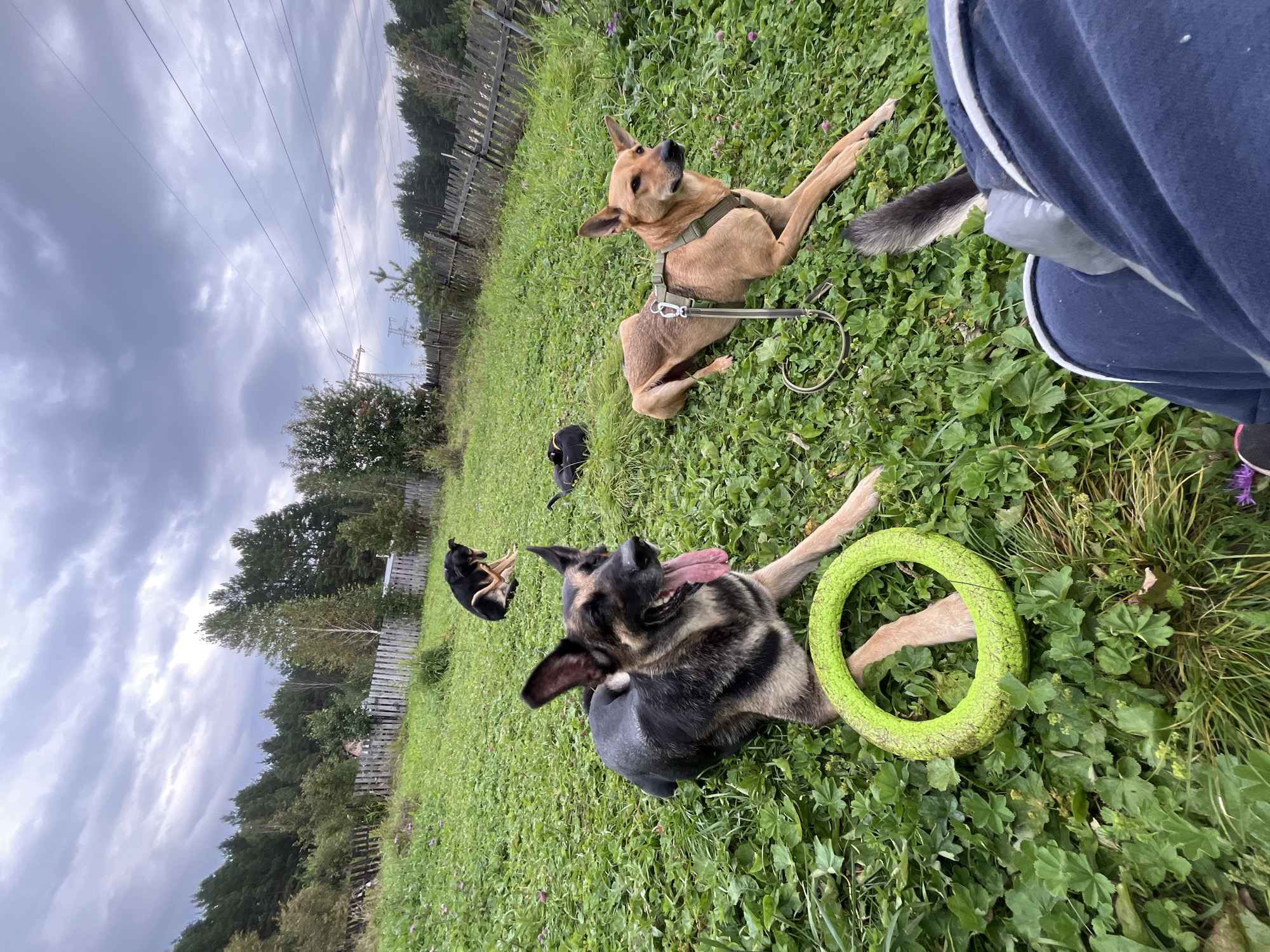 The image depicts an outdoor scene with several dogs on a grassy area, with a wooden fence and trees in the background. The sky is overcast. In the foreground, a person's legs are visible, indicating they are likely sitting or kneeling.
There are four dogs visible in the image. A German Shepherd is lying down in the foreground, looking to its left with its tongue out. Next to it, to the right, a tan-colored dog is lying down, wearing a harness and attached to a leash. Further in the background, another dog, primarily black, is sitting and appears to be scratching itself with its hind leg. A small, dark-colored dog is also visible in the middle ground, lying down.
A bright green, circular dog toy is positioned in the foreground, near the German Shepherd. The environment is a natural, unmanicured grassy area with scattered clover-like plants. The wooden fence suggests a rural or semi-rural setting. Power lines and a construction crane are visible in the distant background, suggesting the presence of infrastructure. The overall atmosphere is casual and relaxed, with the dogs appearing to be in a natural state of rest or play.
There is no specific visual information in the image that would allow for its identification as being located in the city of Nizhny Tagil, Russia.