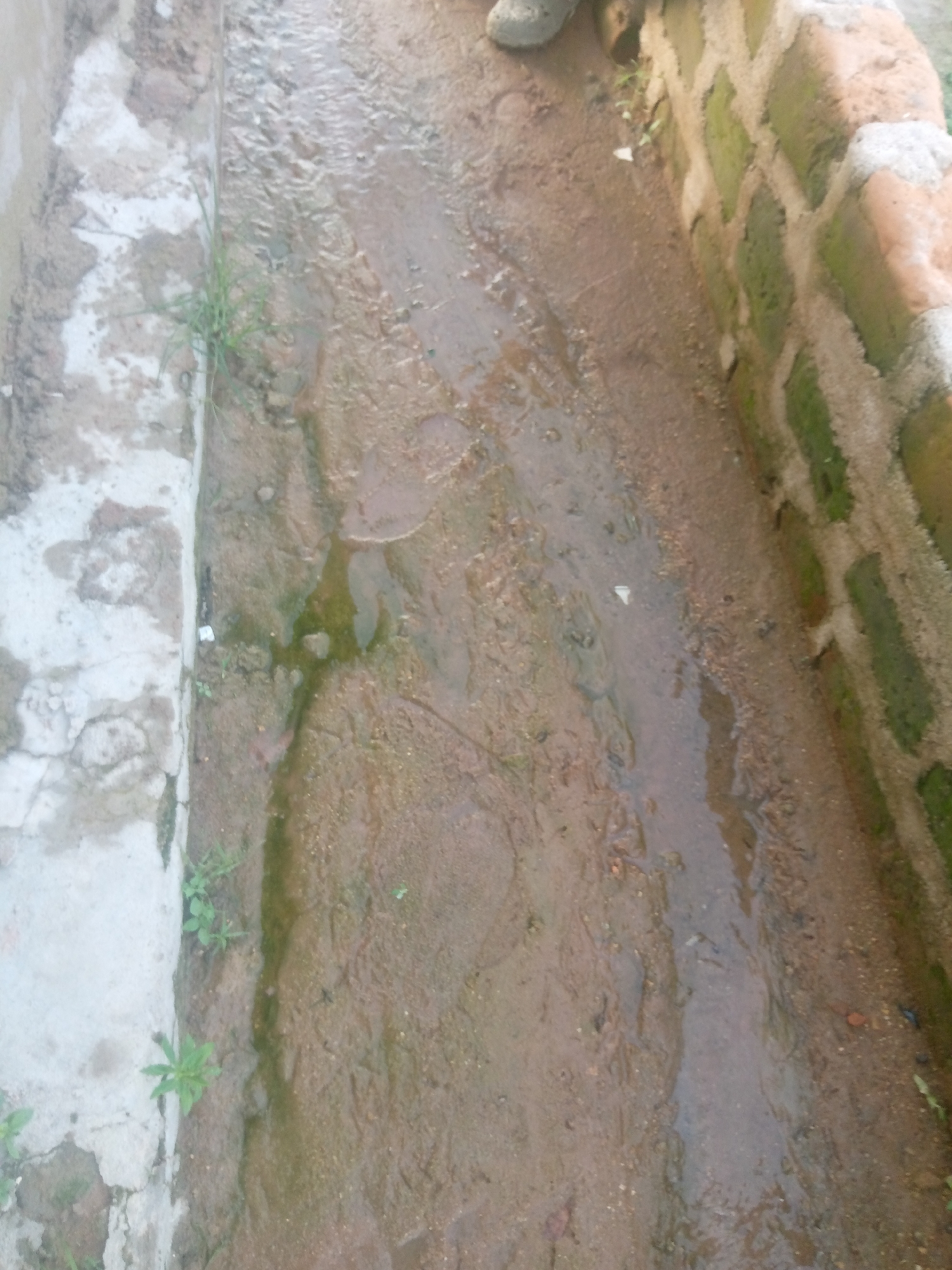The image depicts a narrow, unpaved pathway with a shallow channel of water flowing through it. The pathway is bordered on the left by a concrete structure, possibly a wall or curb, and on the right by a brick wall. The bricks in the wall are weathered and appear to have moss or algae growth, indicating a damp environment. The ground is composed of soil and small stones, and there are scattered blades of grass growing along the edge of the concrete structure. The water in the channel is murky, suggesting it may be carrying sediment or debris. The overall scene appears to be an outdoor area in a rural or semi-urban setting. The image is taken from a slightly elevated perspective, looking down at the pathway. There are no identifiable people or significant human activity visible in the frame. The lighting suggests it is daytime.