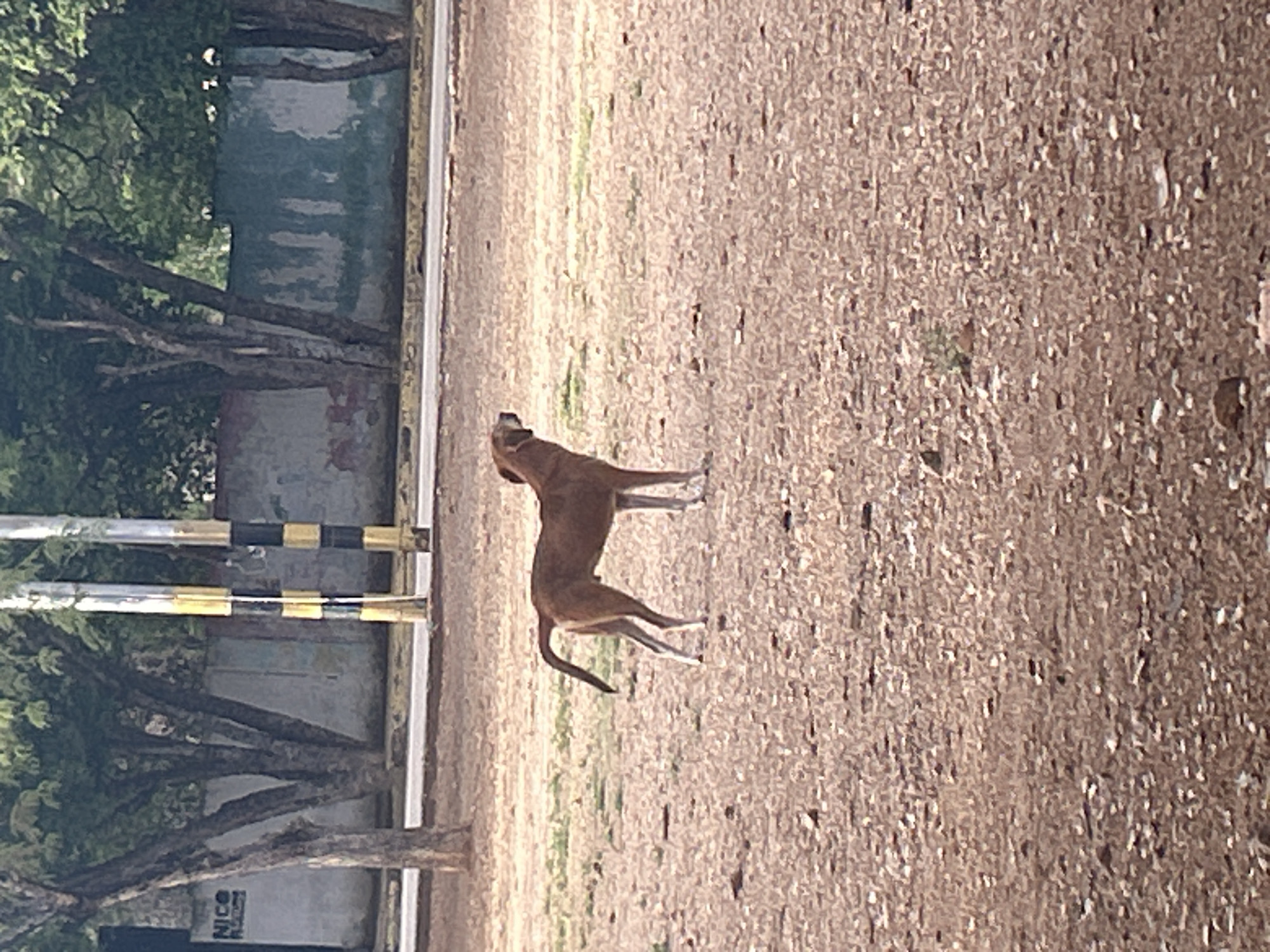 A lone brown dog stands in a dirt lot, facing left. The dog is medium-sized with a slender build, long legs, and a curled tail. Its fur is a uniform light brown. The lot is covered in dry, reddish-brown dirt and scattered pebbles, with patches of sparse green grass. In the background, a weathered concrete wall runs horizontally, partially obscured by trees with lush green foliage. Two vertical poles, one with yellow and black bands and another with black and white bands, stand in front of the wall. A faded "NICO" sign is visible on the wall to the left of the poles. A paved road is visible in the middle ground, separating the dirt lot from the background elements. The sky is not visible.