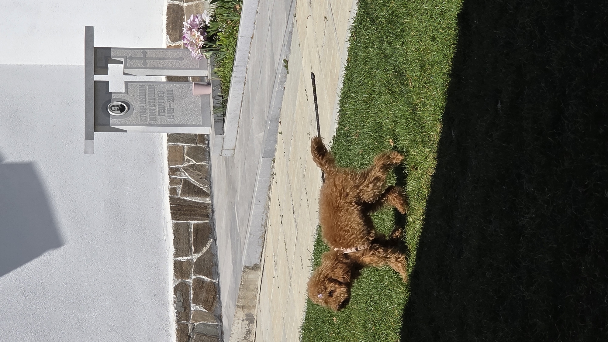 A tan, medium-sized, curly-haired dog stands on a leash on a patch of green grass beside a paved walkway. A tombstone is adjacent to the walkway. The location appears to be a cemetery. The city is Elenovo, Bulgaria. The tombstone includes a photograph. There is a white building to the left of the tombstone. The right side of the scene is shaded.