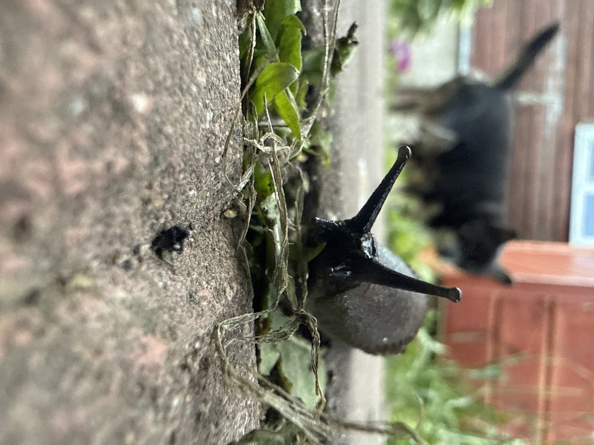 The image captures a close-up, low-angle view of a dark-colored slug moving along a rough, textured surface that appears to be a stone wall. The slug's body is glossy, and its eyestalks are extended, with one particularly prominent. Green plant life, including leaves and dried tendrils, is growing in crevices of the wall, with the slug positioned near this vegetation.
In the blurred background, a domestic cat can be seen. It's predominantly black and appears to be looking down towards the ground or the wall where the slug is. The cat's tail is raised. Behind the cat, there's an out-of-focus orange structure, possibly a planter or a fence panel, and further in the distance, a hint of pink, likely a flower. The overall lighting suggests it's daytime, and the setting appears to be outdoors in a garden or yard, given the presence of plants and the cat. The location context provided is Дзержинец-83 Снт, Russia. No text is visible in the image.