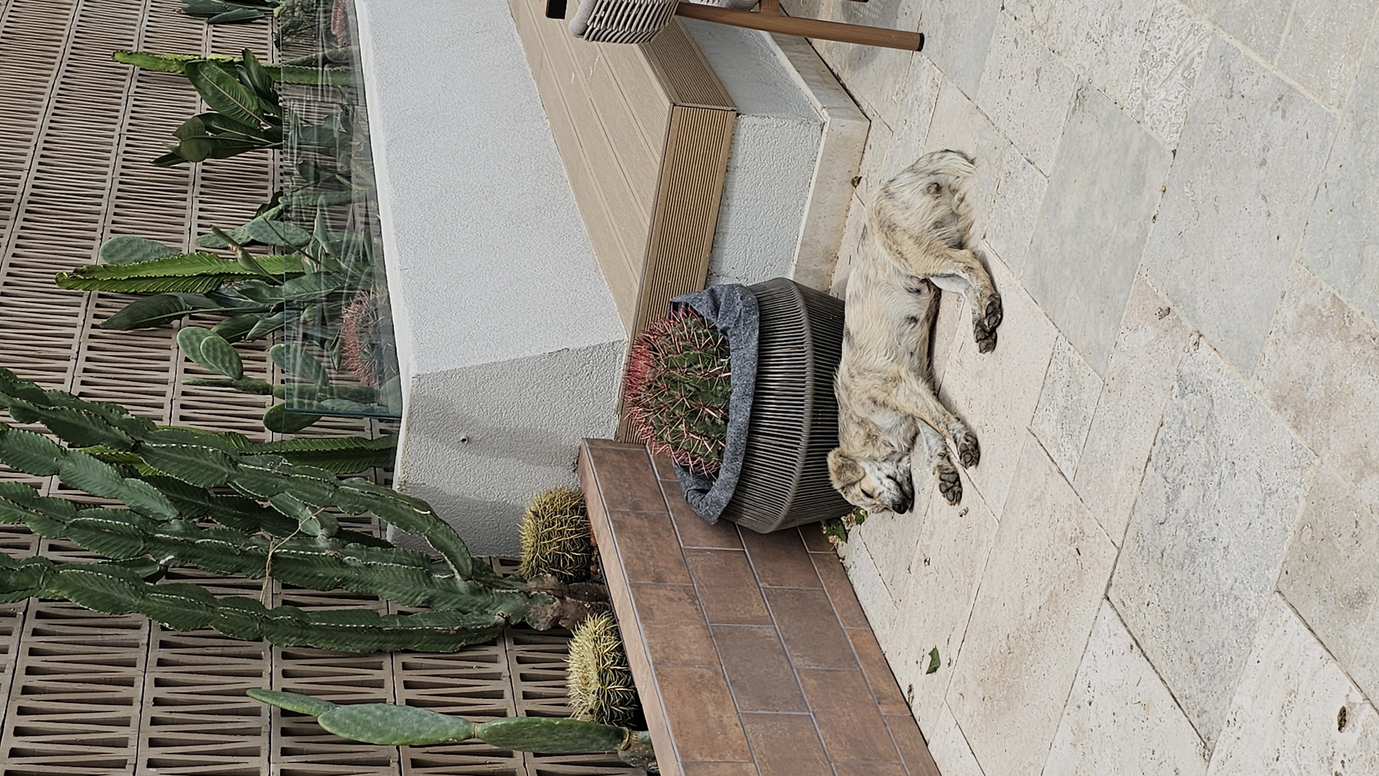 The image shows an outdoor scene, possibly in Varna, Bulgaria. A light-colored, medium-sized dog is lying asleep on a tiled pavement. The dog is positioned near a potted cactus with red spines. Adjacent to the cactus is a low brick wall, behind which are several cacti and a plant display behind glass. A portion of a chair or table leg is visible in the upper right corner. The scene appears to be in a public space like a patio or courtyard.