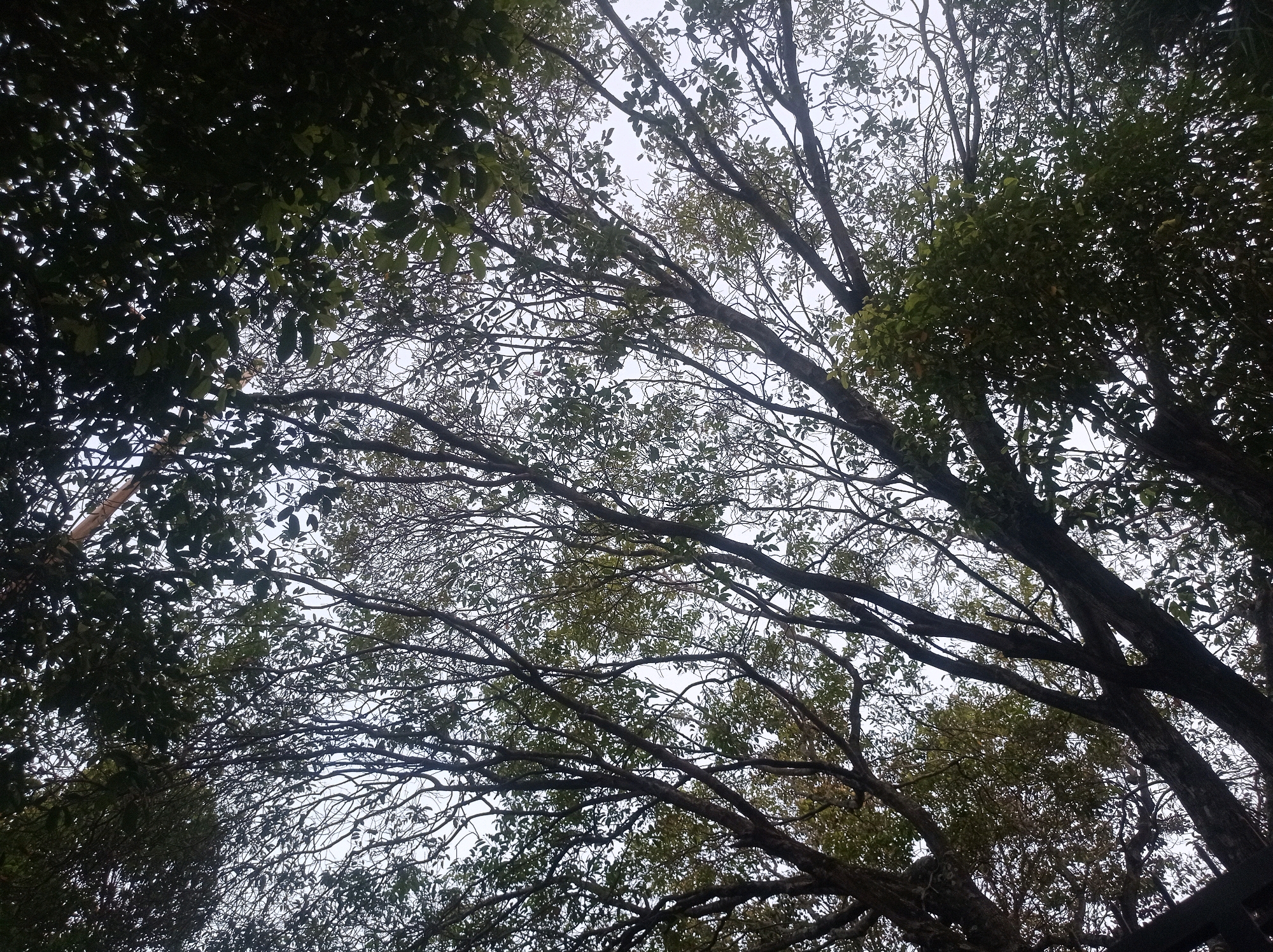 The image captures a view looking upwards through the dense branches and foliage of trees, suggesting an outdoor setting, possibly a park or a wooded area within the city of Tuban, Indonesia. The sky is overcast, providing a diffused light that illuminates the intricate network of branches and leaves. The trees appear to be mature, with thick, dark trunks and numerous branches that spread out, creating a canopy overhead. Some of the leaves are dark green, while others are lighter, indicating variations in species or the angle of light. The overall impression is one of being enclosed by nature, with the sky visible only in fragmented patches through the dense growth. There are no people or specific structures visible, emphasizing the natural environment. The scene is still and quiet, with the focus solely on the organic forms of the trees against the pale sky.