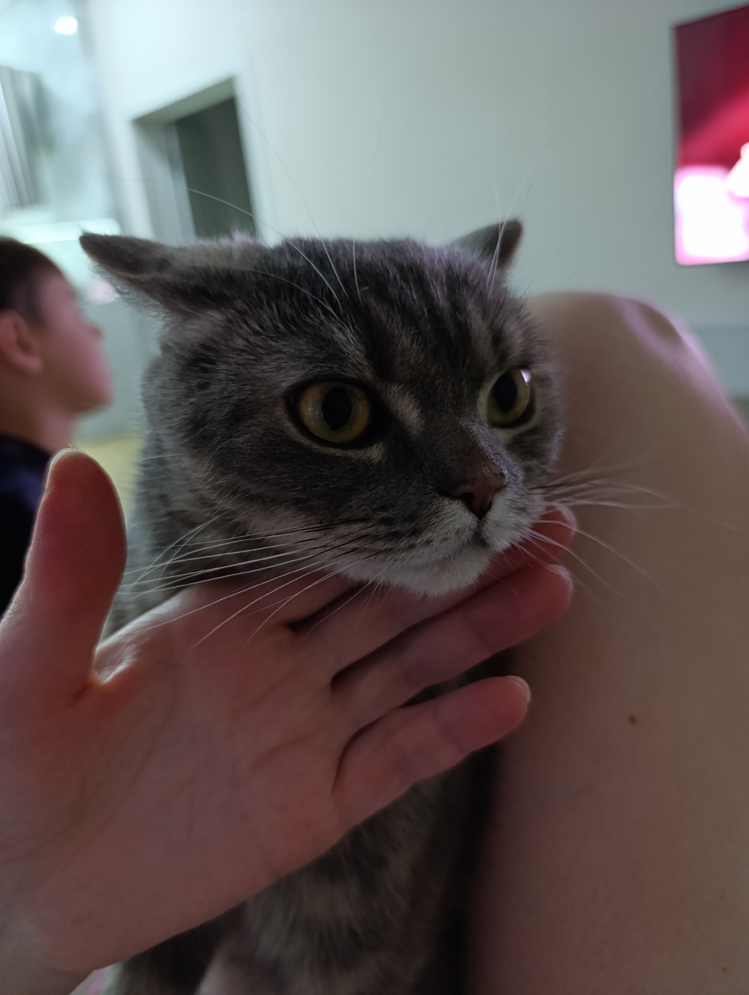 A close-up photograph captures a grey tabby cat being gently petted by a human hand. The cat, with short grey and striped fur, features striking yellow-green eyes that are wide and alert, gazing off-camera to the right. Its prominent white whiskers fan out, and its ears are slightly flattened back. A fair-skinned hand supports the cat's chin and neck area, suggesting a moment of affection or comfort.
In the softly blurred background, another person is partially visible on the left, facing away from the camera. To the right, a television screen glows with indistinct red and pink colors. The scene is set indoors, likely a domestic environment such as a living room, characterized by light-colored walls and artificial lighting, indicating it is evening or night. The overall atmosphere conveys a quiet, personal moment. This scene takes place in Chaikovsky, Russia. There is no visible text in the image.