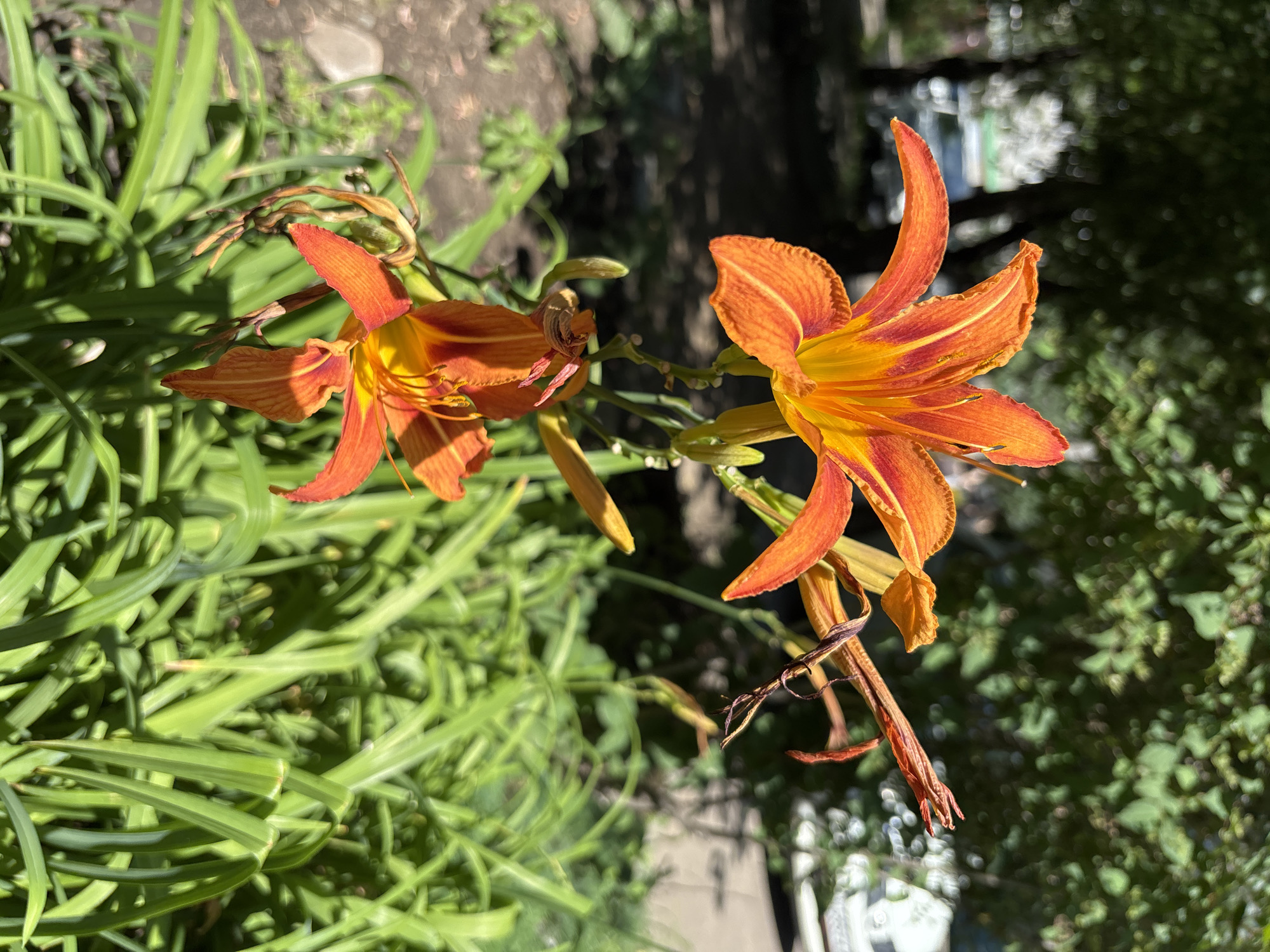 The image shows two bright orange daylily flowers in full bloom, with delicate streaks of red and yellow. The flowers are in focus and are positioned in the foreground of the image. Behind the flowers, there is a blur of green foliage, suggesting a garden or park setting. The background also shows hints of trees and a paved surface, possibly a sidewalk or road, with some vehicles visible in the distance. The lighting suggests it is daytime with bright sunlight. The overall impression is of a vibrant, natural scene within an urban environment. The exact location in Blagoveshchensk, Russia, cannot be determined from the image alone.