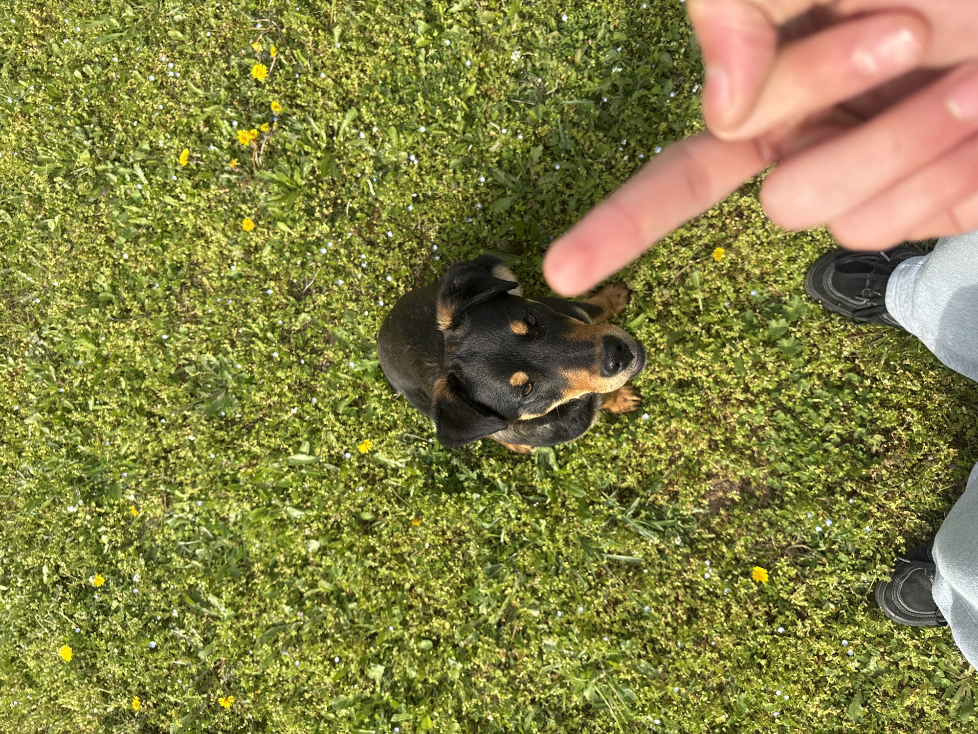 The image depicts a small, black and brown dog sitting in grass in what appears to be an outdoor setting. The dog is looking upwards towards a finger that is pointing at it. A person's feet and legs can be seen in the corner of the image. The grass is dotted with small white and yellow flowers. The location, Lehchevo, Bulgaria, is provided, but there is no additional evidence of the area within the image.