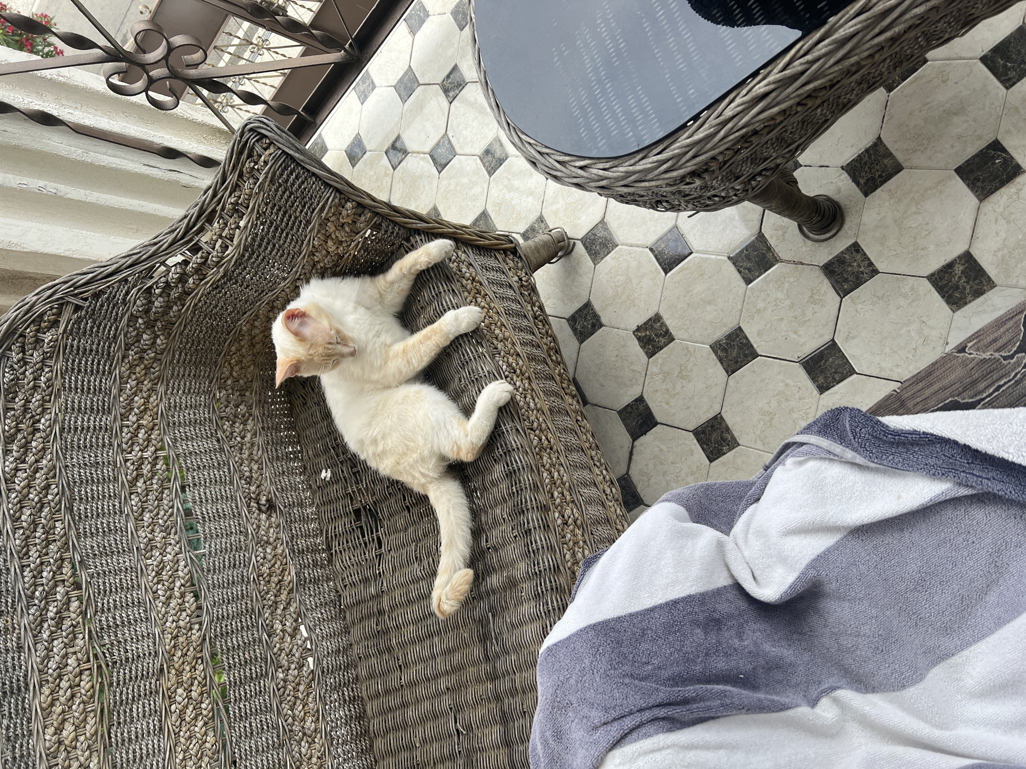 An adult flame point Siamese cat is resting on a wicker chaise lounge outdoors. The cat is mostly white with cream-colored points on its ears, face, and paws. It is lying on its side with its eyes closed and its front legs extended. A striped towel is draped over the left side of the chaise lounge. The chaise lounge is placed on a tiled patio, and a wicker side table with a glass top is visible to the right. In the background, there is a railing and some greenery. The scene appears to be a residential balcony or terrace, possibly in Sochi, Russia, given the climate suggested by the outdoor setting and the type of vegetation visible.