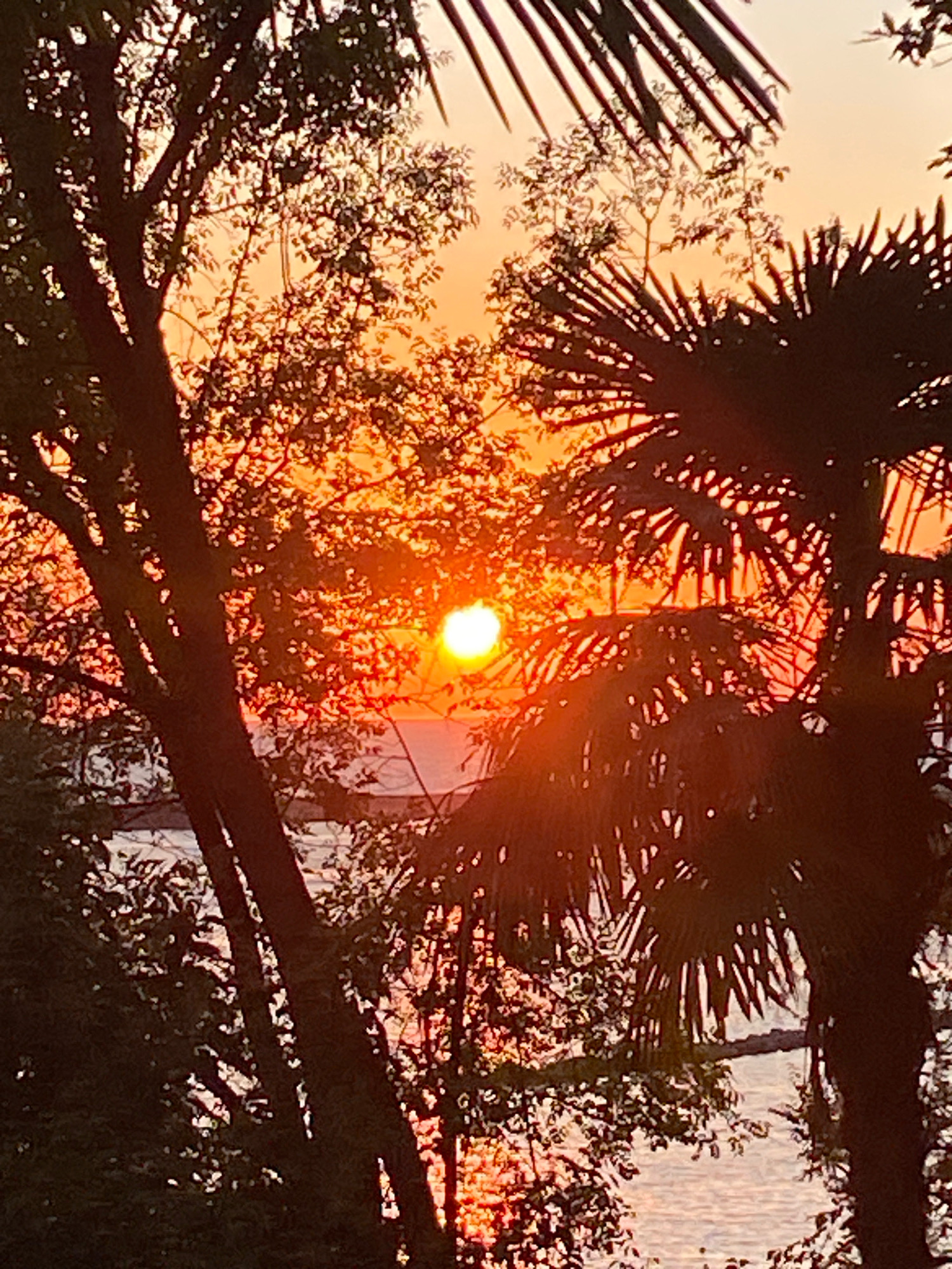 The image is a photograph taken at sunset, possibly from the city of Sochi, Russia, given the presence of palm trees and a body of water. The sun, a bright, glowing orb, is visible in the upper-center of the frame, casting a warm, orange hue across the sky and water. It is partially obscured by the leaves and branches of lush green trees and the fronds of a palm tree in the foreground, creating a dappled lighting effect. The water in the background appears calm, reflecting the colors of the sunset. There is a hint of a distant structure, possibly a bridge or a building, across the water. The overall scene evokes a serene and tropical atmosphere.