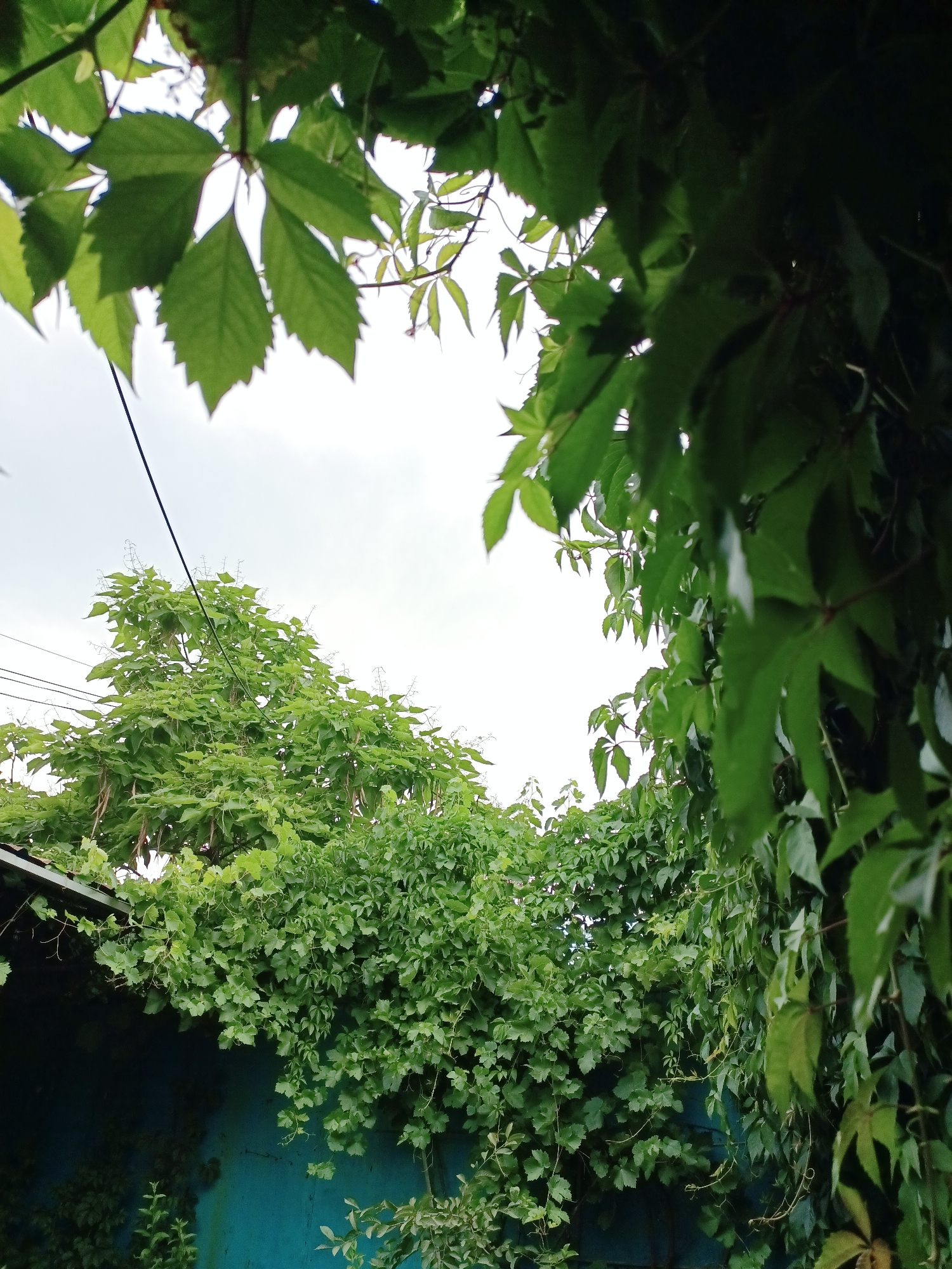 The media file captures a lush green scene with dense foliage and a cloudy sky. The foreground is dominated by the leaves of a climbing plant, possibly Virginia creeper, which create a dense curtain of green. Some of these leaves are sharply serrated and lobed, with a vibrant green hue, while others are darker and more shadowed, suggesting depth and density.
Beyond the climbing plants, a large tree with abundant green leaves fills the middle ground. This tree appears to be a Catalpa, identifiable by its distinctive heart-shaped leaves and hanging seed pods, which are visible as long, brown structures. A power line runs diagonally across the image, passing in front of the tree and disappearing into the foliage.
The background consists of a sky that is overcast with a bright white haze, indicating a cloudy day, possibly with diffused sunlight. Below the tree and partially obscured by vegetation, a teal-colored wall or structure is visible, possibly part of a building. The roofline of this structure is visible on the left side of the image, covered in more greenery.
The overall impression is one of abundance and natural growth, perhaps in a garden or backyard setting. The time of day is likely daytime, given the brightness of the sky, but the cloudy conditions create a somewhat subdued lighting. The scene conveys a sense of natural beauty and the vibrancy of plant life. There is no visible text in the image. The location context suggests this scene is in Almaty, Kazakhstan.