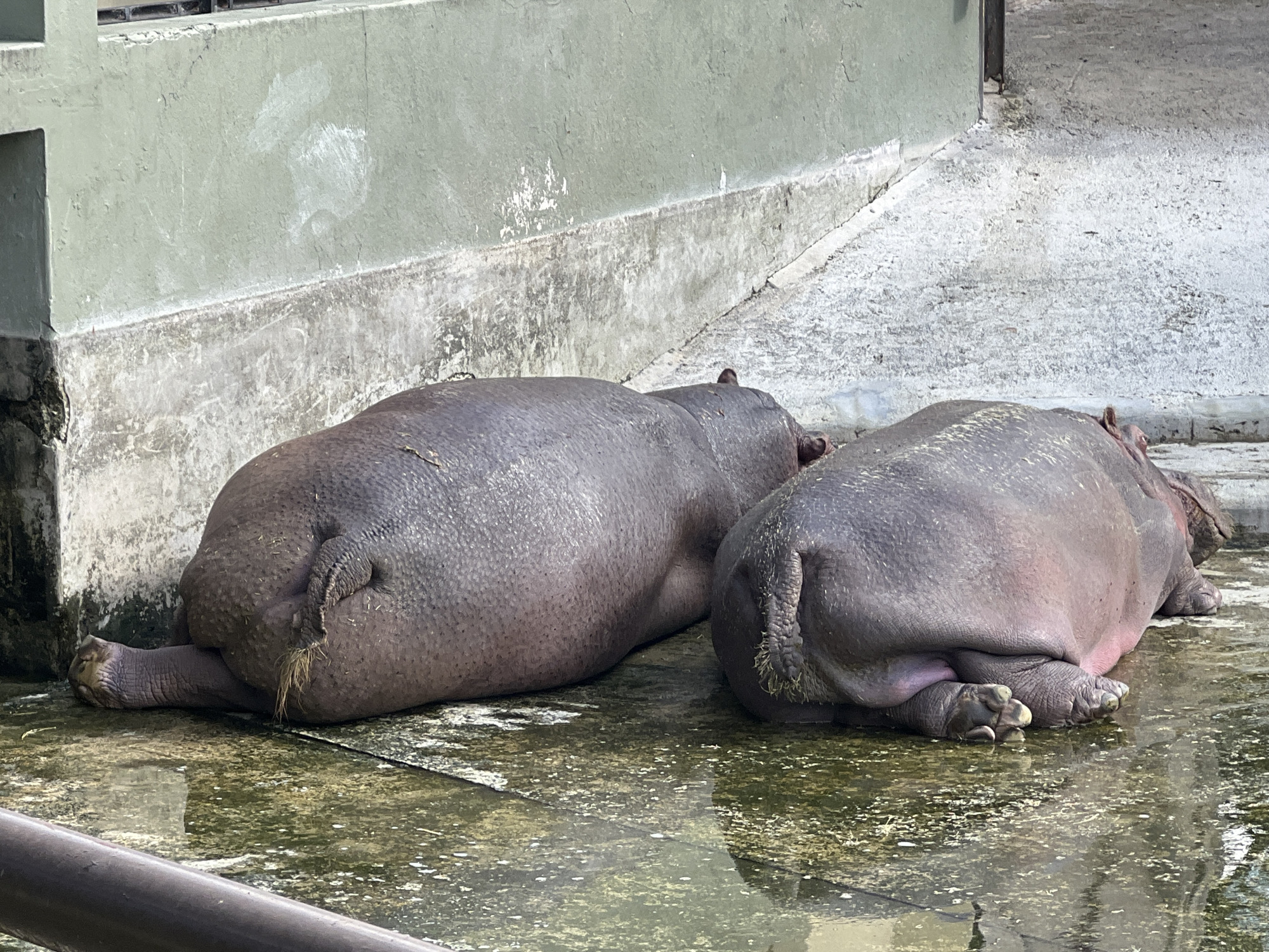 Two hippopotamuses are resting in a shallow pool of water within an enclosure. The enclosure is likely part of a zoo, possibly in Buenos Aires, Argentina. The hippos are lying down, with their wrinkled, gray-pink skin partially submerged. One hippo faces away from the viewer, revealing its tail and hindquarters. The other hippo is partially obscured. The environment consists of a concrete platform, a gray wall, and a metal railing in the foreground. The pool contains algae or other organic matter, giving the water a greenish hue.