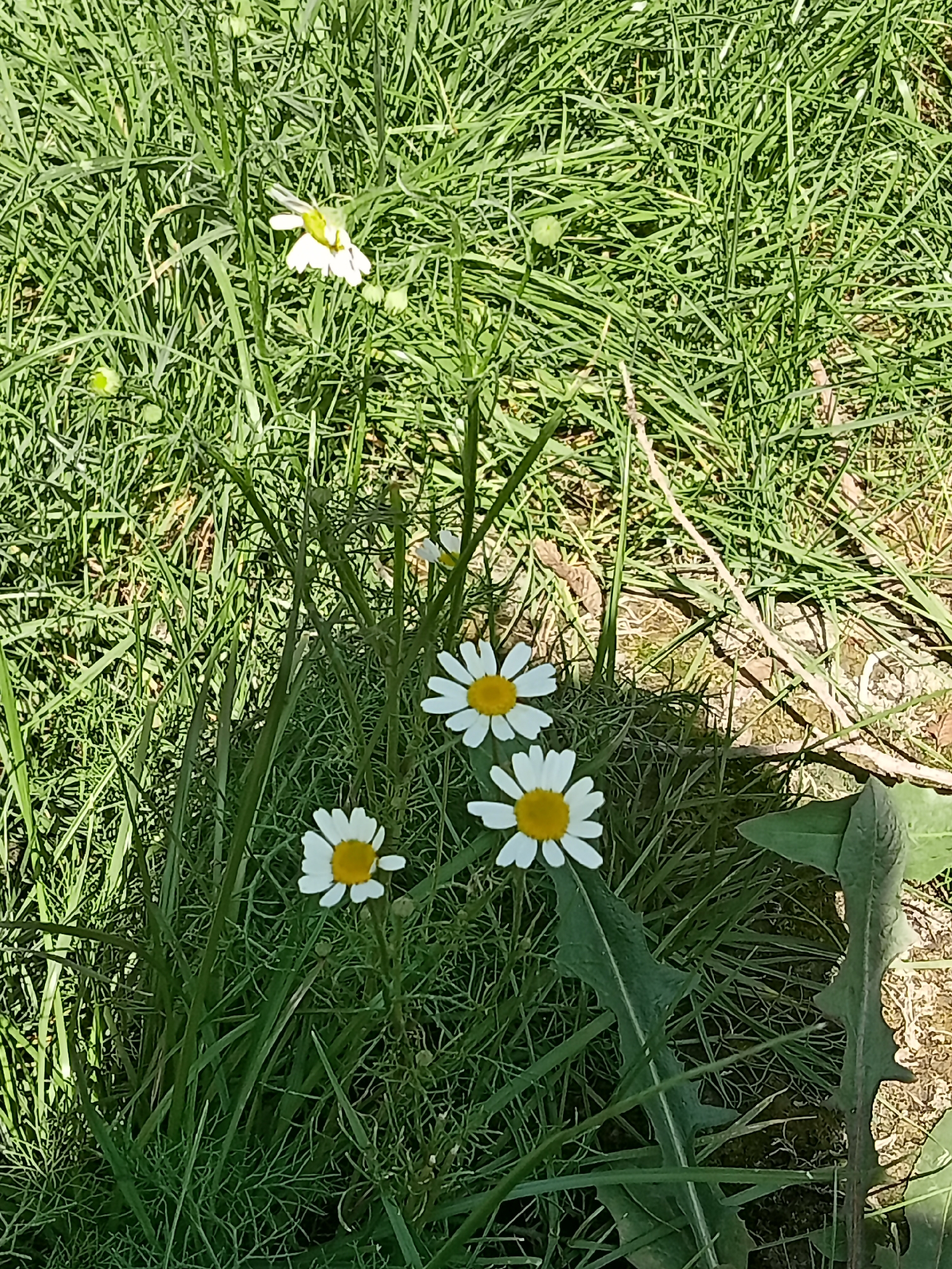 The image depicts a close-up view of a patch of green grass with several daisy-like flowers. One flower is prominently displayed in the upper central portion of the frame, with white petals and a yellow center. Below this, three more flowers are visible, two of which are in sharp focus in the lower central part of the image. These also feature white petals and yellow centers. The grass is long and appears somewhat unkempt, with some dry brown elements mixed in. In the lower right corner, a large, serrated green leaf, possibly from a dandelion, is visible. The overall impression is a natural, outdoor scene, likely in a park or garden setting. There are no people or animals present in the image. The lighting suggests a bright, sunny day. The scene is consistent with an outdoor location in Almaty, Kazakhstan, a city known for its abundant green spaces and parks.
