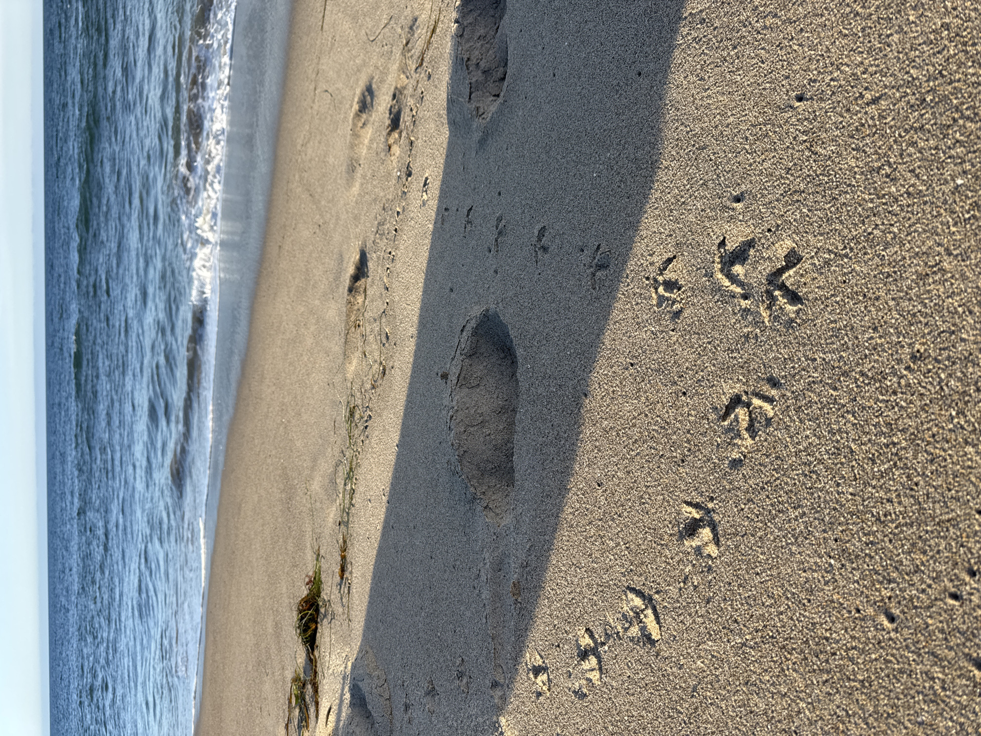 The image depicts a sandy beach with ocean waves visible on the left side of the frame. The sand is marked with footprints, including human footprints and smaller bird-like tracks. The scene is sunlit, casting a shadow across the sand. The location is Malibu, United States of America. No people are visible in the image. The only actions are the implied walking of a person and a bird on the sand.