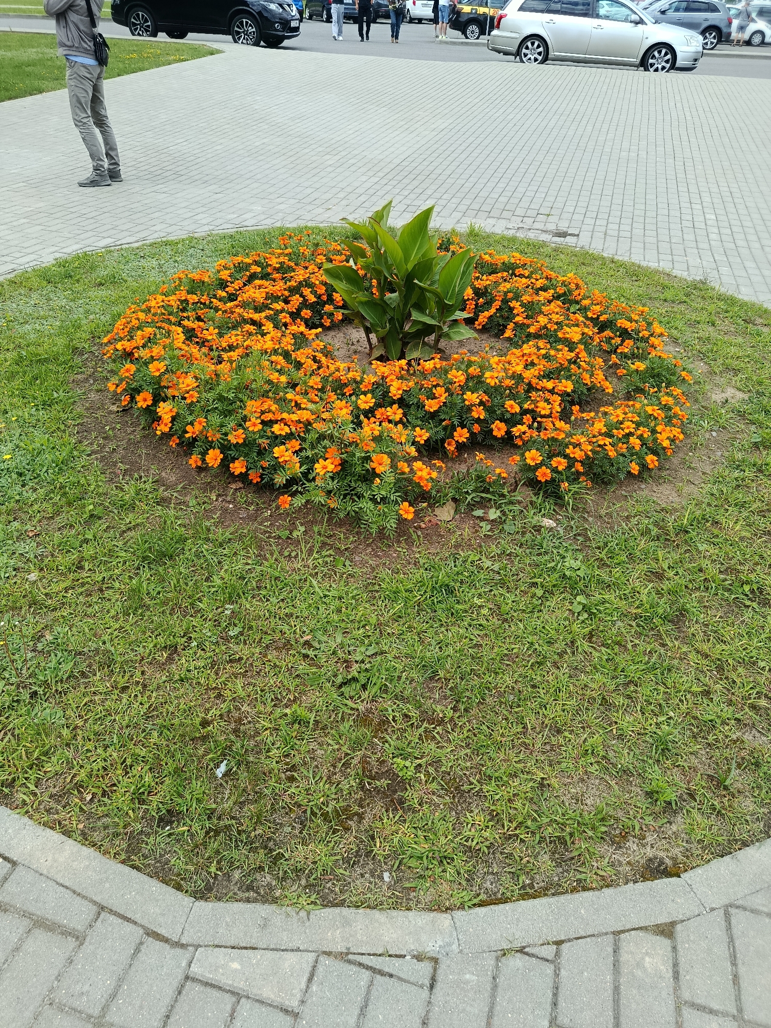 This media file captures an outdoor scene in Квасевіцкі сельскі Савет, Belarus. The main subject is a circular flowerbed filled with vibrant orange marigolds and some large green leaves in the center. The flowerbed is surrounded by a grassy area, which is bordered by a paved walkway made of light gray rectangular bricks.
In the background, several cars are parked on the paved surface. A black SUV is prominently visible on the left, and a silver station wagon is to its right. A person is partially visible on the far left, standing on the paved walkway. Other people are present in the background, near the parked cars, but their details are indistinct.
The scene appears to be set during the daytime, likely with fair weather, given the outdoor setting and the clarity of the image. The overall impression is of a public outdoor space, possibly a park, a parking lot adjacent to a public area, or a town square, designed with landscaping elements. No visible text is present in the image.