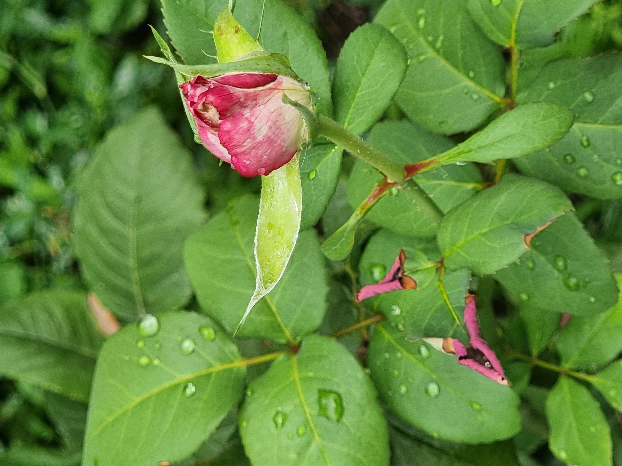 The image depicts a close-up view of a rose bud and leaves, likely in a garden setting. The rose bud is partially open, revealing pink and white petals, and is adorned with water droplets. Several green leaves surround the bud, also dotted with raindrops. In the lower portion of the image, two small, withered pink flower remnants are visible among the leaves. The background is a blur of green foliage, suggesting a natural outdoor environment. There are no people or overt signs of human activity. The scene is static, capturing a moment in nature. The location is identified as Copanca, Moldova.