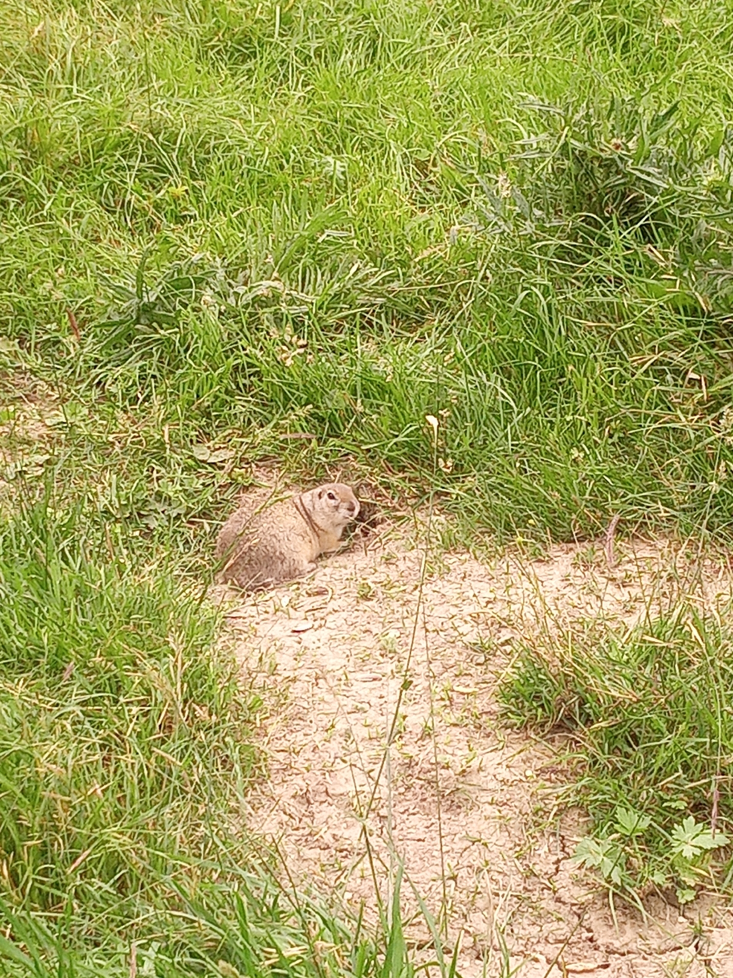 A small, light brown ground squirrel is partially visible on a sandy patch of ground. The ground squirrel is facing to the right, with its head turned slightly to the left. Its fur is speckled with darker brown markings. The background consists of lush green grass, with some dry patches of earth and sparse vegetation. The scene appears to be in an outdoor, natural environment. The location in El'tiubiu, Russia is not determinable from the image.