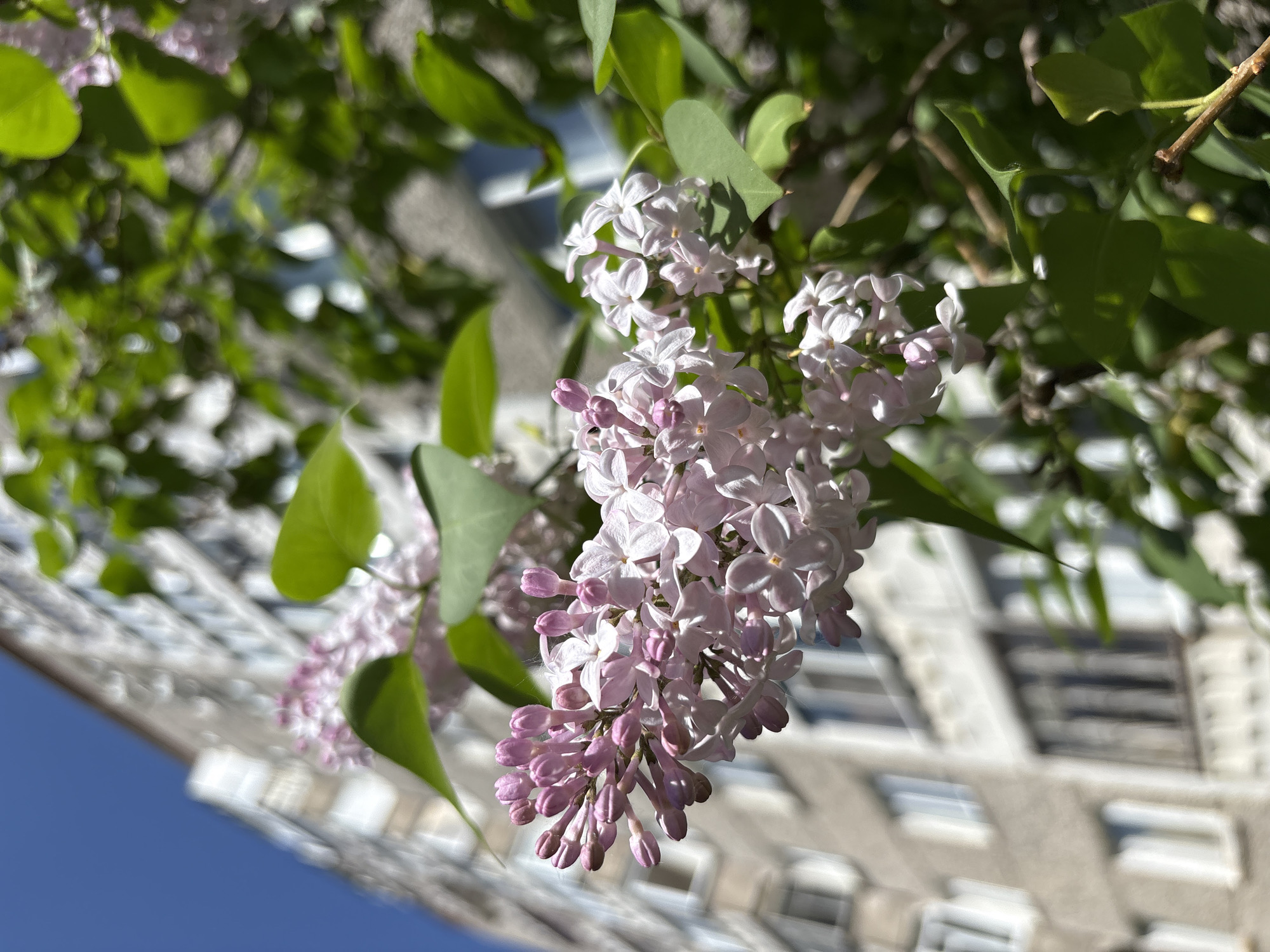 The image shows a cluster of light purple and white lilac blossoms in the foreground, with green leaves interspersed. The blooms are in various stages, from closed buds to fully open flowers. Behind the flowers, out of focus, is a tall building with numerous windows under a clear blue sky. There is no definitive evidence of this image being specifically located in Izhevsk, Russia, but rather general urban environment. No people or actions are visible.
