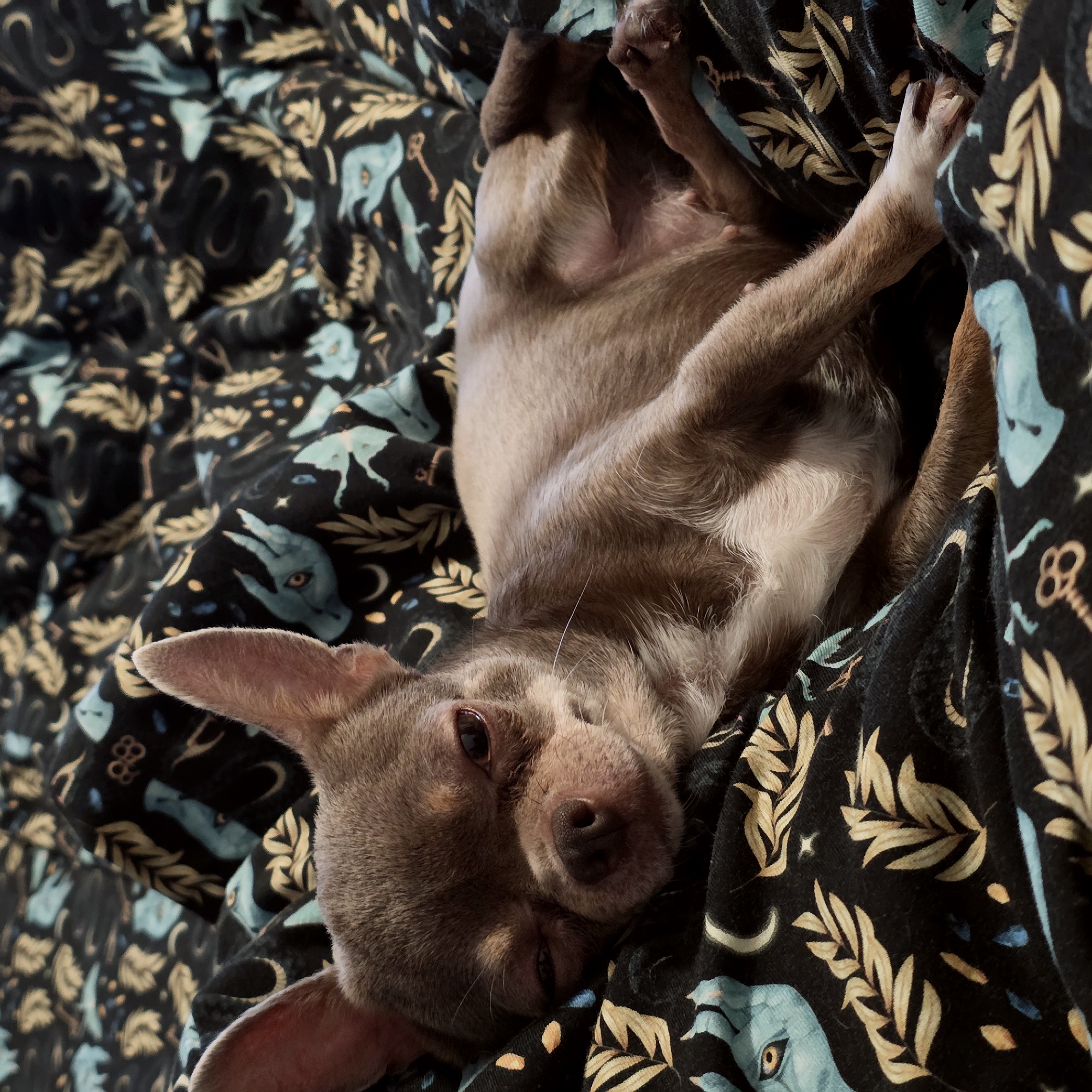 A brown Chihuahua lies on its back on a patterned fabric. The fabric has a black background with images in shades of blue, gold, and white. The images include celestial bodies and mythical figures. The dog's front paws are raised in the air. The dog appears relaxed. The location is unknown, but it is specified to be the city of Saint Petersburg, Russia.