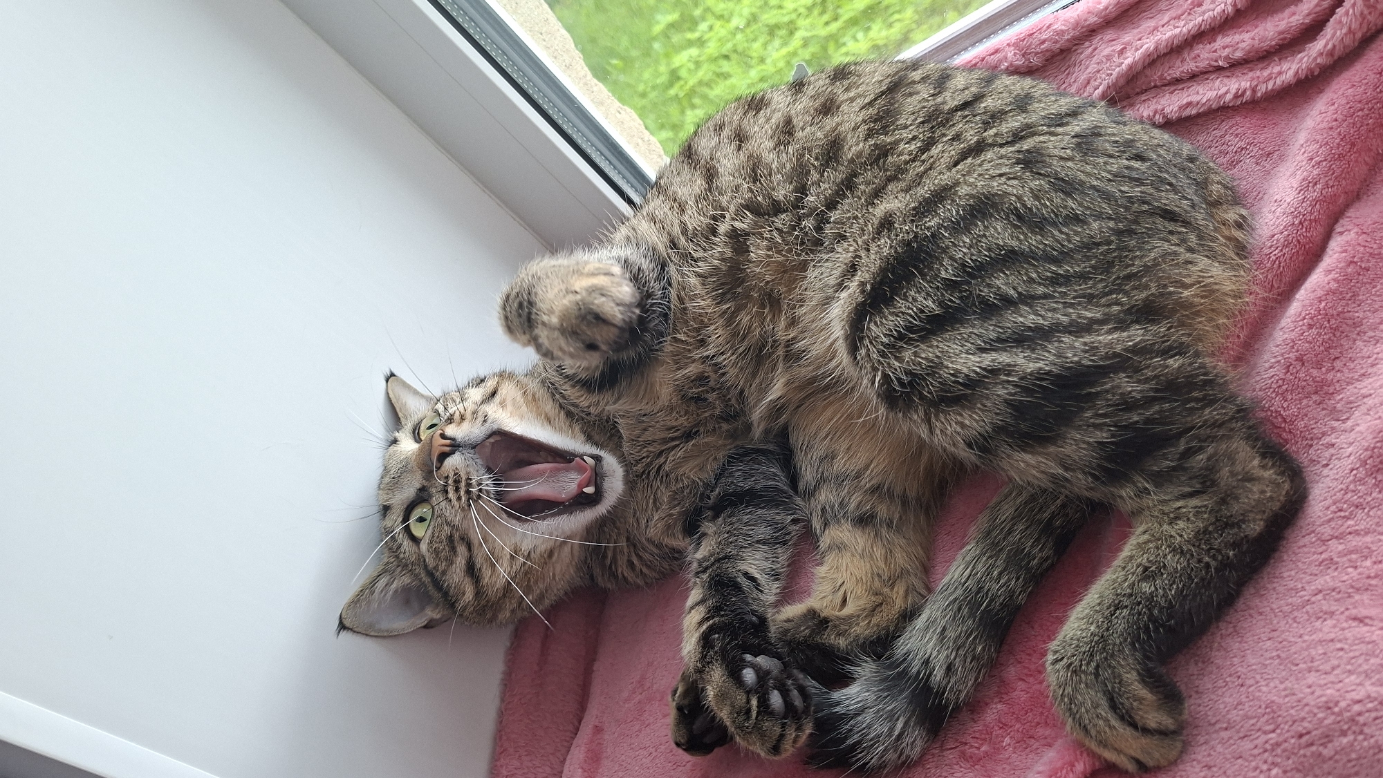 A tabby cat is captured mid-yawn, lying on its back on a pink blanket. The cat's mouth is wide open, revealing its pink tongue and tiny teeth, with its eyes wide and green. Its paws are splayed, and its tail curls around its body. The cat is positioned on a window sill, with a blurred green outdoor scene visible through the window. The overall impression is one of a sleepy or surprised feline in a domestic setting. This image does not contain enough information to determine its location in Забалоцкі сельскі Савет, Belarus.