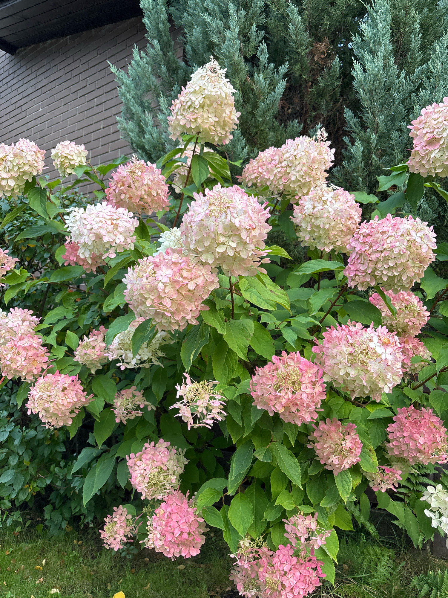 This image depicts a lush garden scene dominated by a large hydrangea bush in full bloom. The hydrangeas display a gradient of colors, transitioning from creamy white to soft pink, with some clusters appearing a vibrant pink. The flowers are arranged in conical, panicle-shaped inflorescences. Lush green foliage forms the backdrop, with hints of darker green coniferous trees and a brick wall visible in the upper left corner. The ground in the lower portion of the image is covered with green grass, with a few fallen yellow leaves scattered about. The overall impression is one of a well-maintained garden, likely located in a residential area, given the presence of a brick wall and garden setting. The specific location of Novoarkhangelskoye, Russia, is not visually evident from the image itself, but it contextualizes the scene as being within that geographical area. There are no people or animals present in the image.