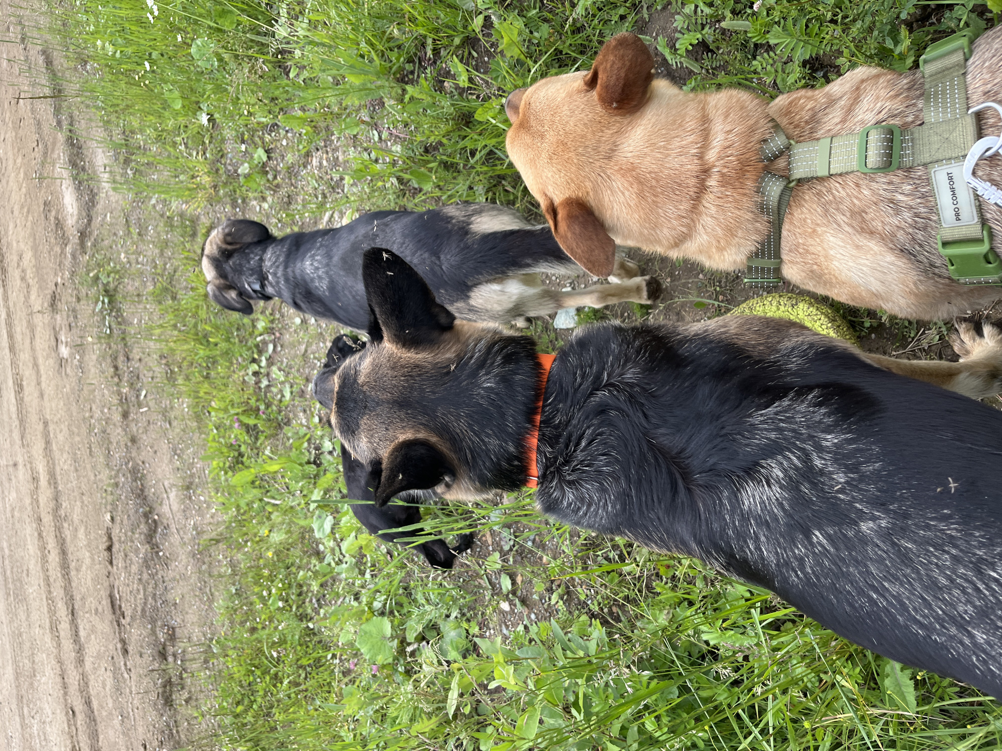 In this image, three dogs are visible in an outdoor, grassy setting with a dirt path on the left. The dogs appear to be of medium to large size. One dog, in the foreground, has black and tan fur and is wearing an orange collar. To its right, a tan-colored dog is wearing a green harness with "PRO COMFORT" printed on a white label. Behind these two dogs, a third dog with black and tan fur is visible. The dogs are interacting, with two of them appearing to be sniffing the ground. The scene suggests a casual outing or walk in a park or natural area. The lighting indicates it's daytime, and the green grass and plants suggest a temperate season, likely spring or summer. There are no people or specific objects other than the dogs and their accessories visible. The image captures a moment of natural dog behavior outdoors.