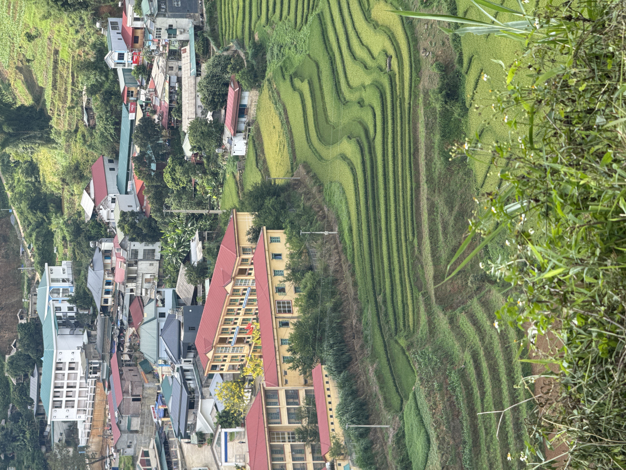 A vibrant, densely populated village in Lao Chai, Vietnam, is nestled along a lush green hillside, bordered by extensive terraced rice fields, all viewed from an elevated perspective during daytime. The image captures a harmonious blend of human settlement and agricultural landscape, oriented in a portrait format with the village occupying the left side and the terraces the right.
The village, spread vertically along the left half of the frame, features numerous multi-story buildings with an array of roof colors including red, gray, and blue. A prominent, large yellow building with a red roof, likely a school or public facility, stands out in the lower-left quadrant, displaying a small Vietnamese flag on its facade. Utility poles and power lines are visible throughout the residential areas, running vertically down the center.
To the right of the village, the landscape transforms into intricate patterns of terraced rice paddies, which ascend the steep slopes of the hills. These vibrant green fields showcase the meticulous agricultural practices of the region, with various shades of green suggesting different stages of rice growth. Some fields exhibit wavy, organic shapes, while others form more linear patterns. Beyond the cultivated terraces, dense natural vegetation covers the distant hillsides.
No people are distinctly visible in the scene, which appears bathed in bright, even daylight, suggesting clear weather conditions. The uppermost-right corner features blurred green foliage and small white flowers, hinting at the elevated vantage point of the photographer. The combination of traditional Vietnamese architecture, the national flag, and the distinctive terraced rice fields strongly anchors the scene to its location in Lao Chai, Vietnam.