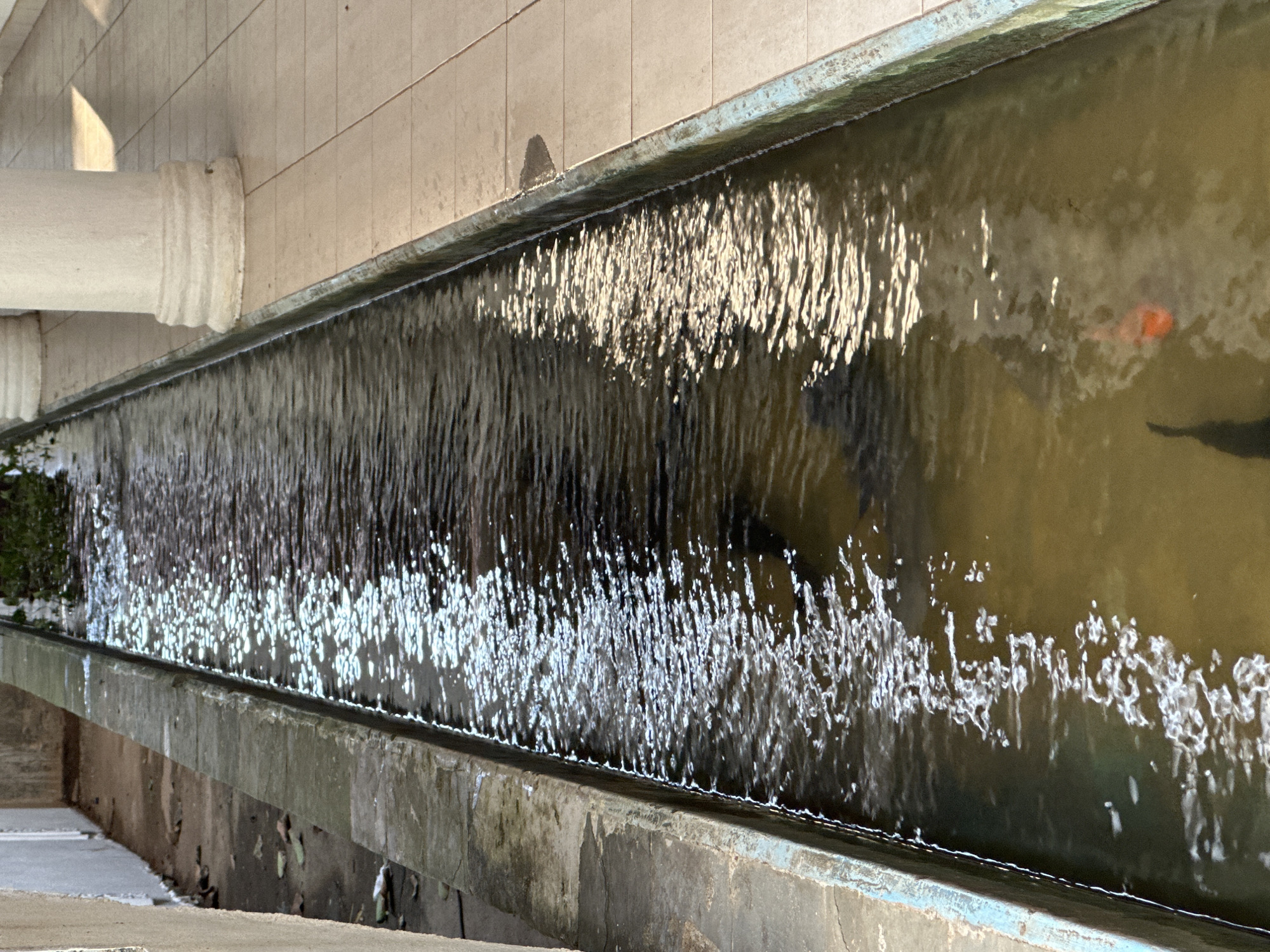 The image shows a narrow, rectangular water channel, likely part of a decorative feature or irrigation system, running alongside a tiled walkway. White columns are visible on the right side of the walkway. The water in the channel is murky and appears to contain several fish, including one distinctly orange koi. The channel itself is bordered by concrete or stone walls, with some signs of wear and discoloration. The left side of the channel is bordered by a concrete or stone surface with scattered leaves. The overall impression is of a serene, outdoor environment in a tropical or sub-tropical setting. The presence of columns and tiled walkways suggests a developed area, possibly a public space, temple, or residential complex. Given the prompt's constraint about Walgama, Sri Lanka, this scene could be interpreted as a water feature within a garden or courtyard in that location.