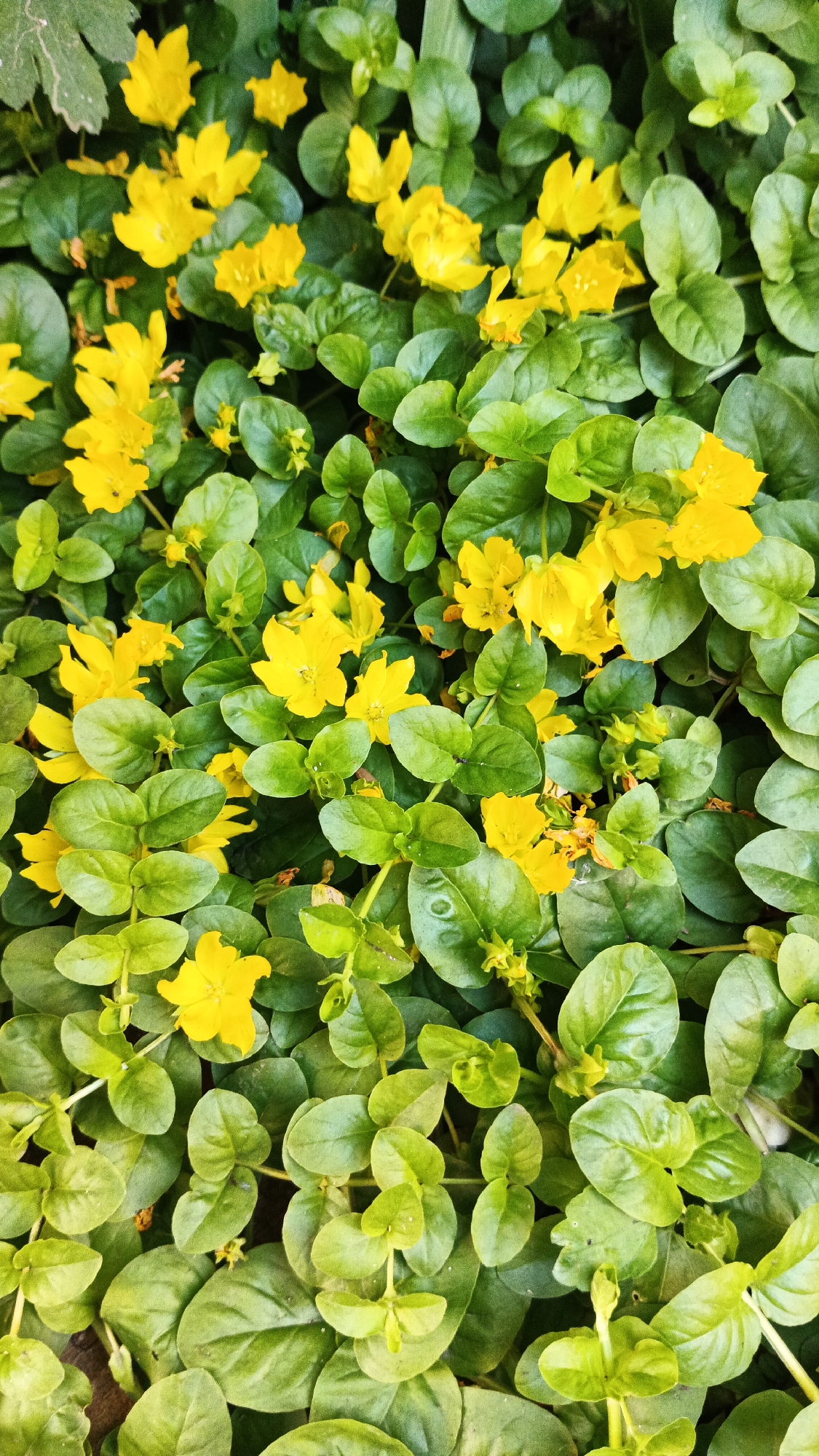 This is a close-up, top-down view of a patch of small yellow flowers nestled among lush green leaves. The flowers are a vibrant yellow, with delicate petals that appear slightly ruffled. They are scattered throughout the frame, some in full bloom and others just beginning to open. The leaves are a rich, deep green, with a smooth, waxy appearance and oval to heart shapes. The foliage forms a dense ground cover, creating a carpet for the bright flowers. The overall impression is one of natural beauty and growth, suggesting a garden or a wild patch of vegetation. There are no people or objects visible, and no text is present. The lighting suggests it could be daytime, with the sun illuminating the scene from above, highlighting the colors and textures of the plants. The setting appears to be outdoors, likely in a temperate climate given the growth of these plants. Without further context, it is difficult to pinpoint a specific location beyond what is suggested by the vegetation itself. The image is static, capturing a moment in the life cycle of these plants, conveying a sense of peaceful abundance.