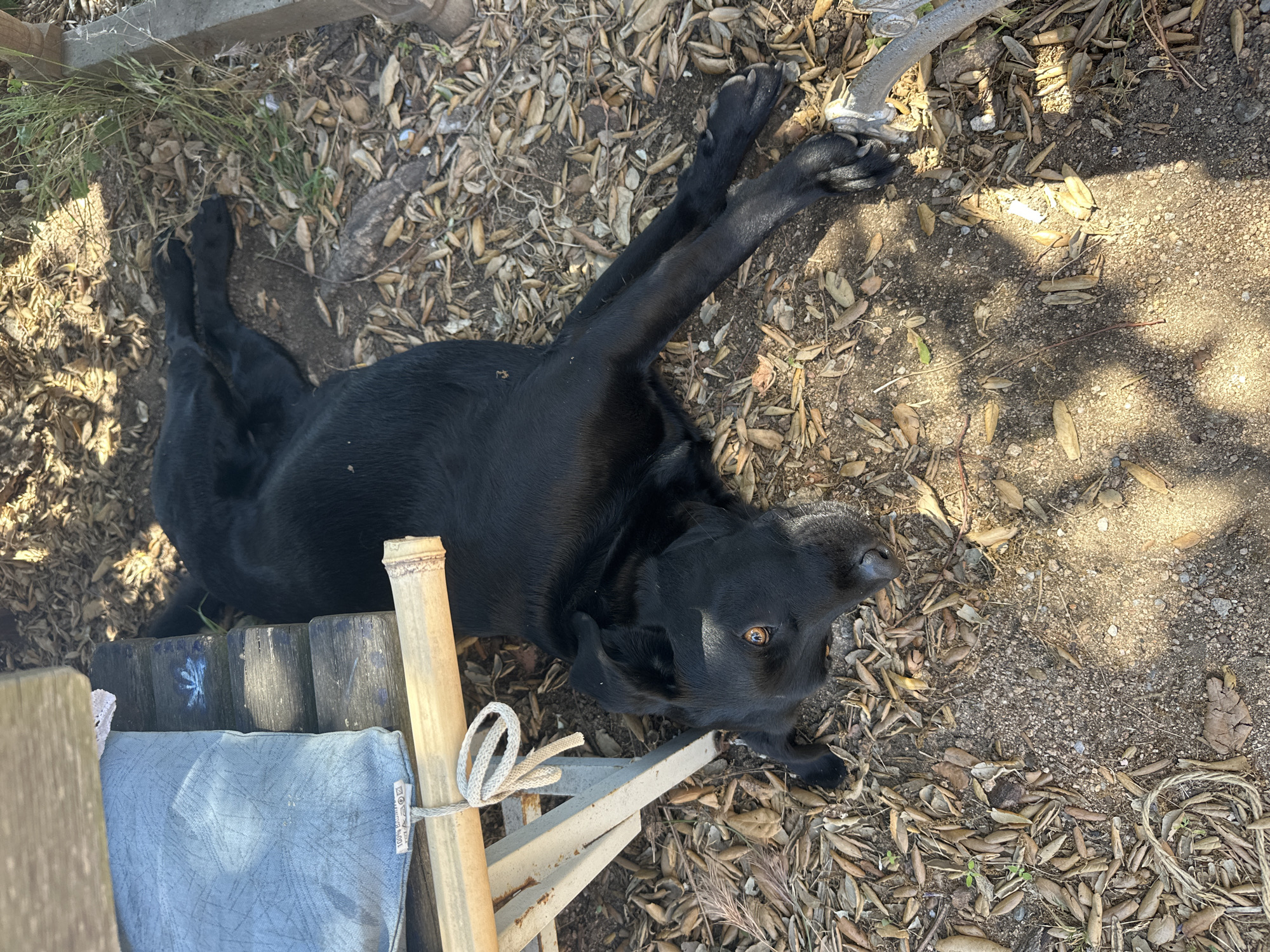 A black dog is lying on its side on the ground, outdoors. The ground is covered in dirt and fallen leaves, and there are some patches of dry grass. A wooden structure, possibly part of a bench or table, is visible in the upper left corner, with a blue cushion on it. A bamboo pole, tied with rope, is positioned in front of the dog. The dog's eyes are open, and it appears relaxed. The scene suggests a warm, sunny environment, with dappled sunlight falling on the ground. The image does not provide any specific clues about the location within Sant Feliu de Guíxols.
