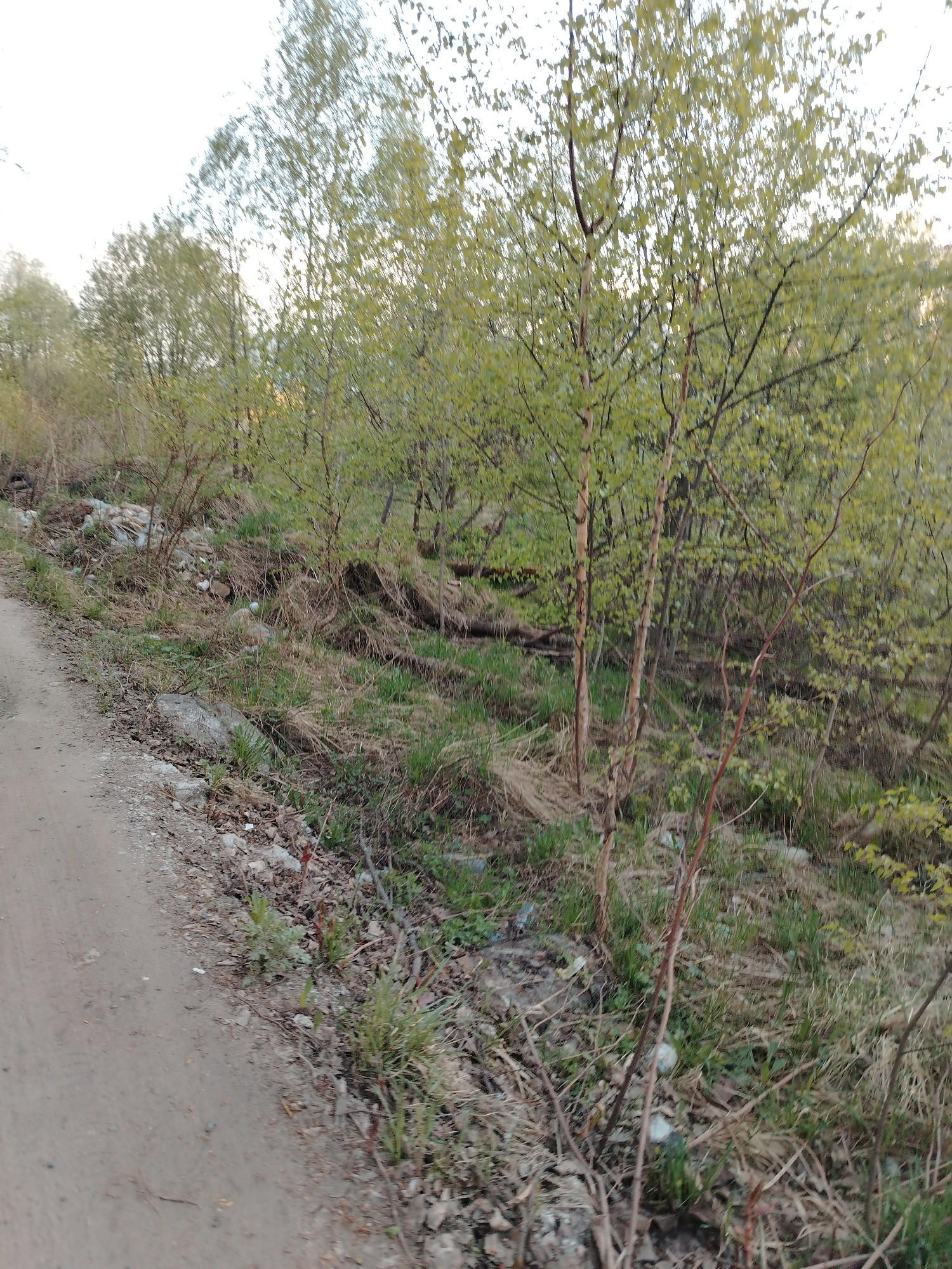 The image depicts a dirt road adjacent to a grassy slope interspersed with young trees in Шебунино, Russia. The vegetation consists of grass, small shrubs, and slender trees, some with bare branches and others displaying budding leaves. Litter and debris are scattered on the slope. The sky is overcast and bright.