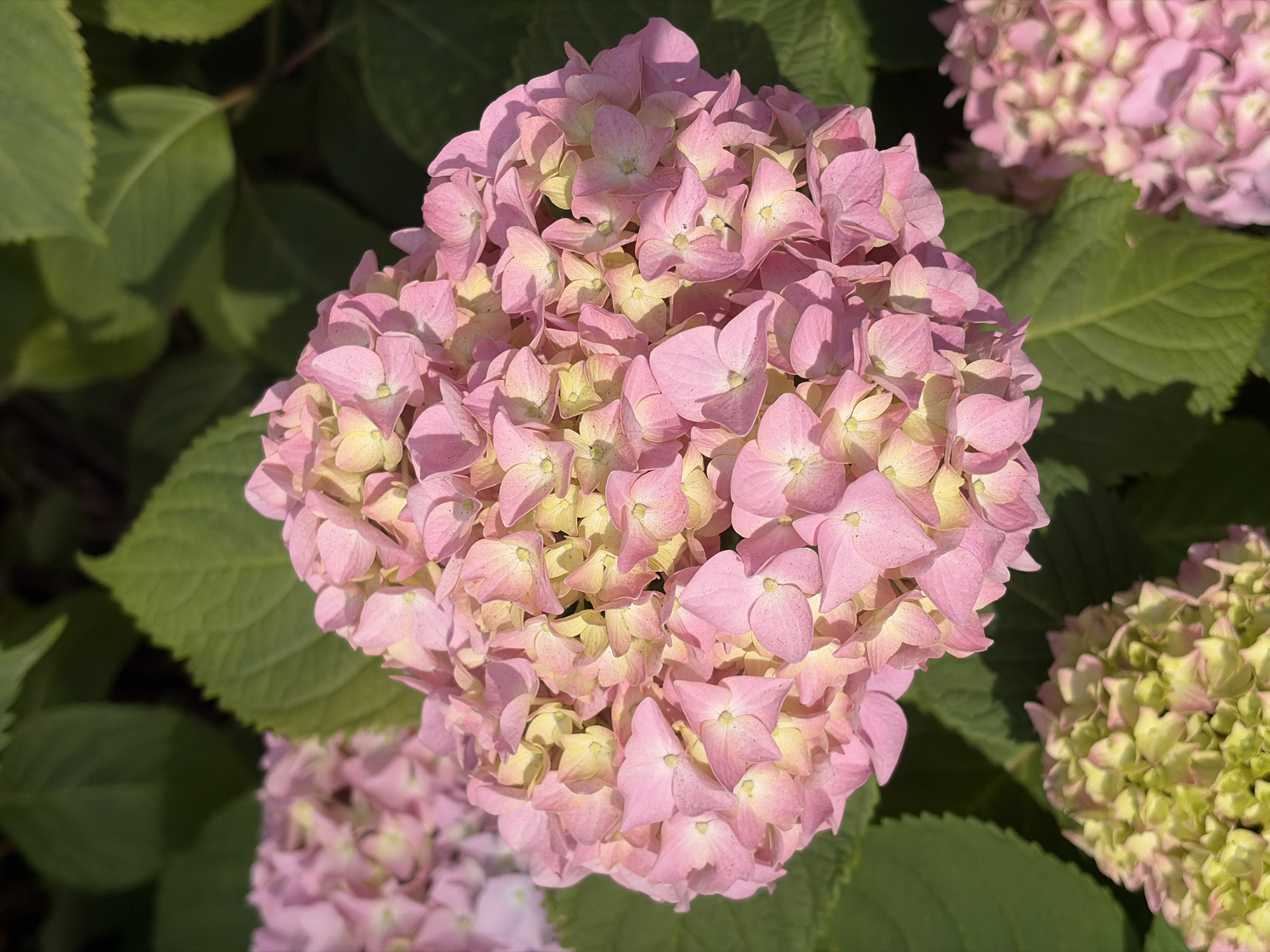 A close-up, overhead shot captures a cluster of pink and yellow hydrangeas in Sochi, Russia. The flowers are vibrant and detailed, with many small petals forming a large, round bloom. Lush green leaves surround the flowers, providing a natural backdrop. The sunlight highlights the textures and colors of the petals, creating a soft, diffused effect. The image is composed to focus on the central flower cluster, with other blooms visible in the background, slightly out of focus.