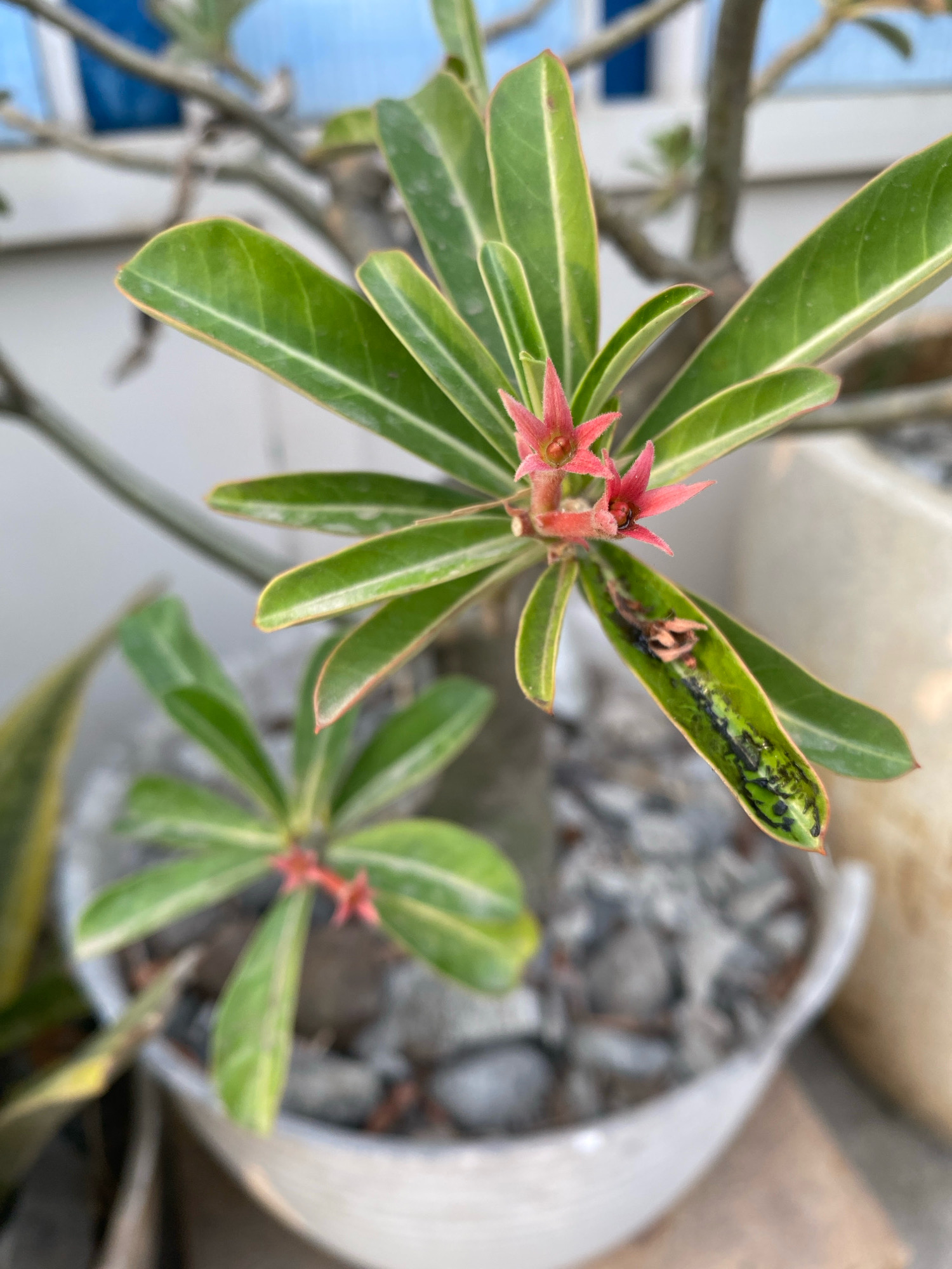 In the city of Kedung Sukodani, Indonesia, a close-up shot captures a potted desert rose plant. The plant features elongated green leaves with faint red margins. Two small pink flowers are visible at the top of a stem, with another developed pod-like structure on a lower leaf. This pod is split open, revealing a dark, possibly insect-infested interior with some green plant matter. The plant is situated in a white ceramic pot filled with grey stones. In the background, a blurry light-colored wall and a suggestion of a blue structure are visible, indicating an outdoor setting. The overall lighting suggests it is daytime.
