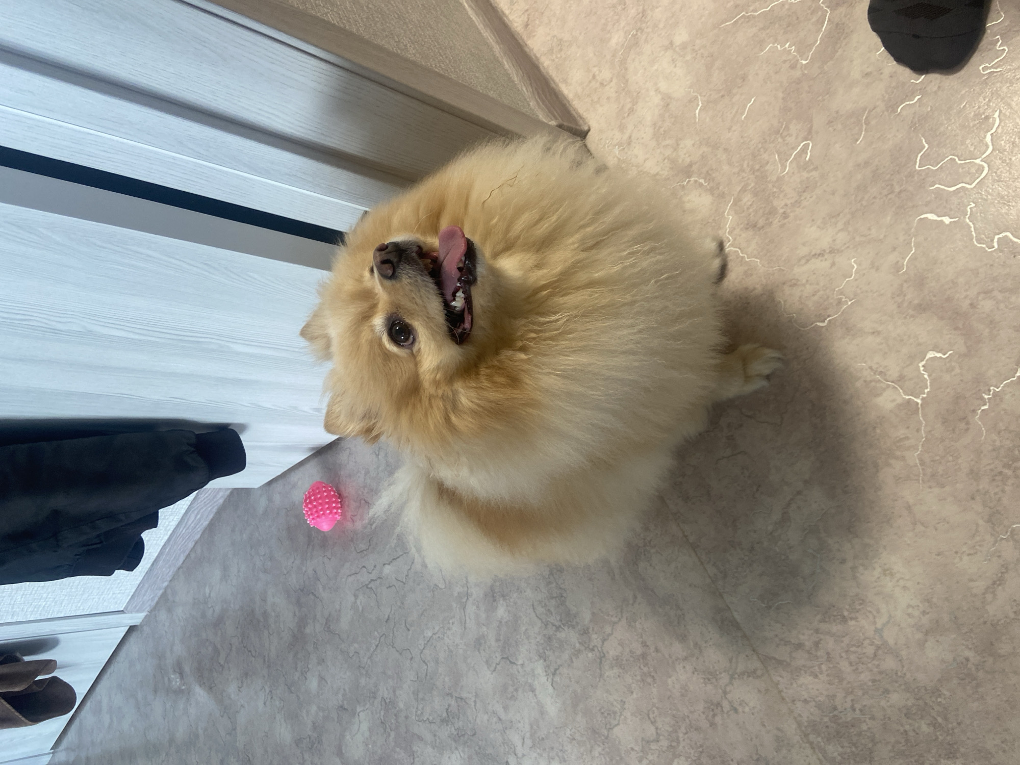 A light-colored Pomeranian dog is sitting on a textured, light-colored floor. The dog is looking upwards with its mouth open and tongue slightly visible. A bright pink, spiky ball toy is on the floor to the left of the dog. In the background, there are light-colored vertical panels, possibly doors or walls, with a dark vertical element between them. A dark-colored garment is hanging on the left side of the background. There is a glimpse of a dark object, possibly a shoe, in the bottom right corner. The scene appears to be indoors, likely in a residential setting. There is no information in the image to suggest the location is Kazan, Russia.