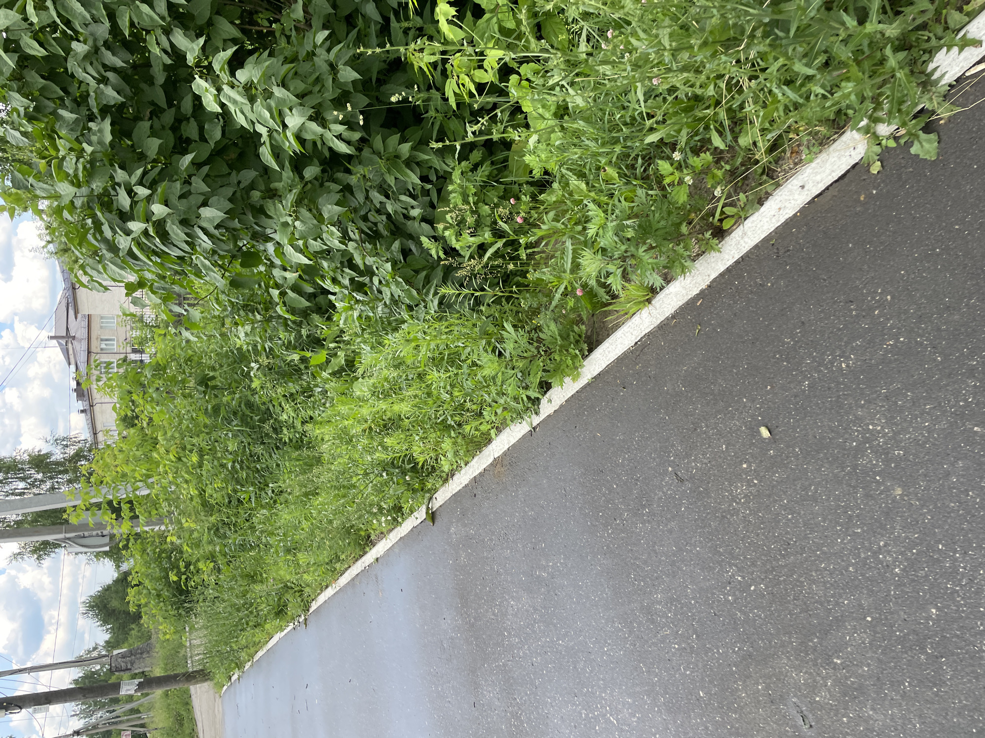 In the city of Prudys, Russia, this image captures a view of a paved asphalt path with a white painted border, running alongside a dense growth of green vegetation. The path appears to be wet, possibly from recent rain, and is dotted with small white specks. To the right of the path, a thick cluster of various green plants, including tall grasses and leafy bushes, forms a natural border. Some small pink flowers are visible within the greenery. In the background, utility poles with wires are present, and beyond them, a building with a tiled roof can be seen. The sky is partly cloudy.