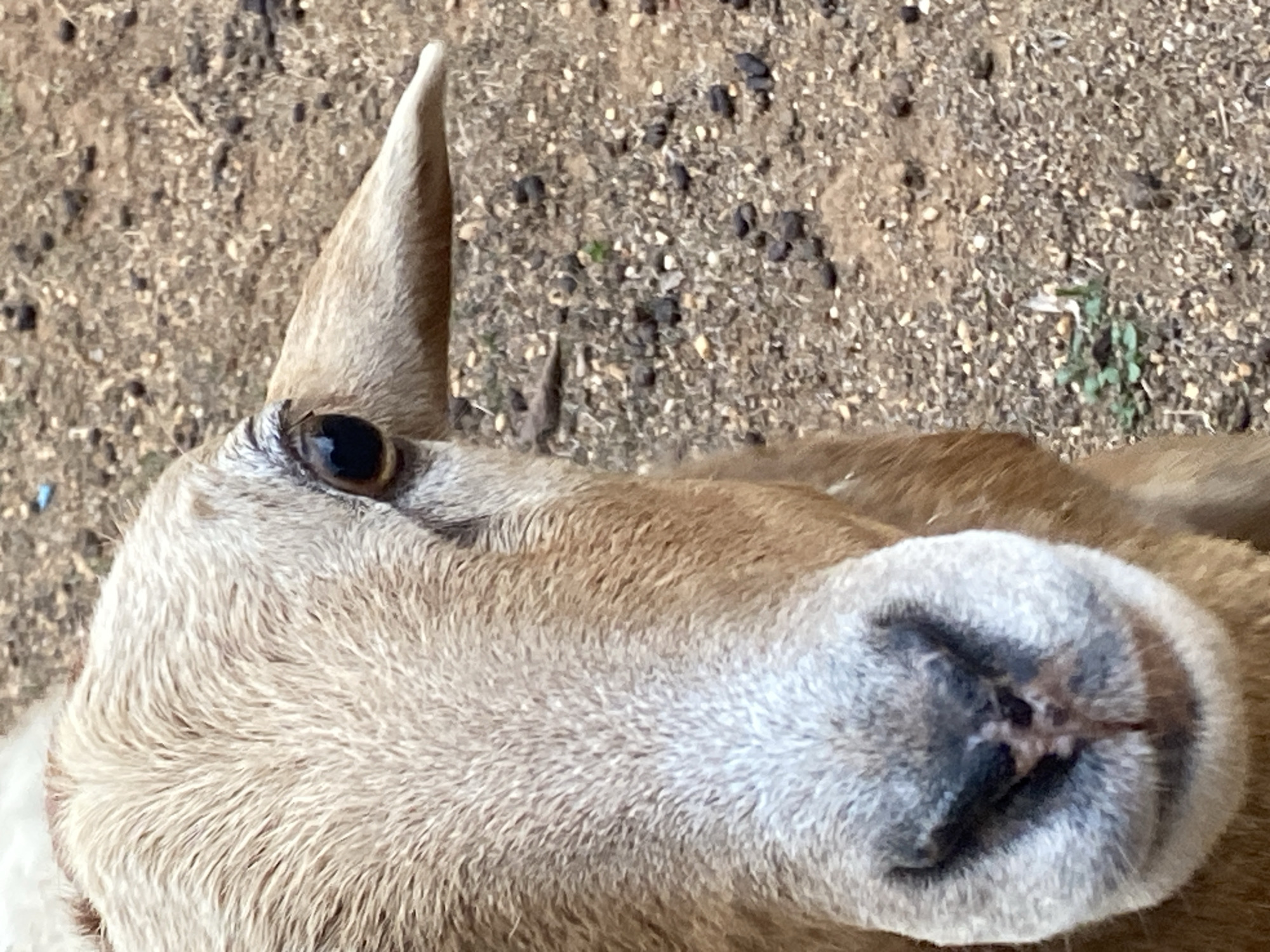 A close-up, overhead shot shows the head of a light brown goat in Tinaquillo, Venezuela. The goat has a short, upright horn and a dark eye. Its nose is a light gray color with a characteristic pattern. The background is a mix of dirt and small rocks.