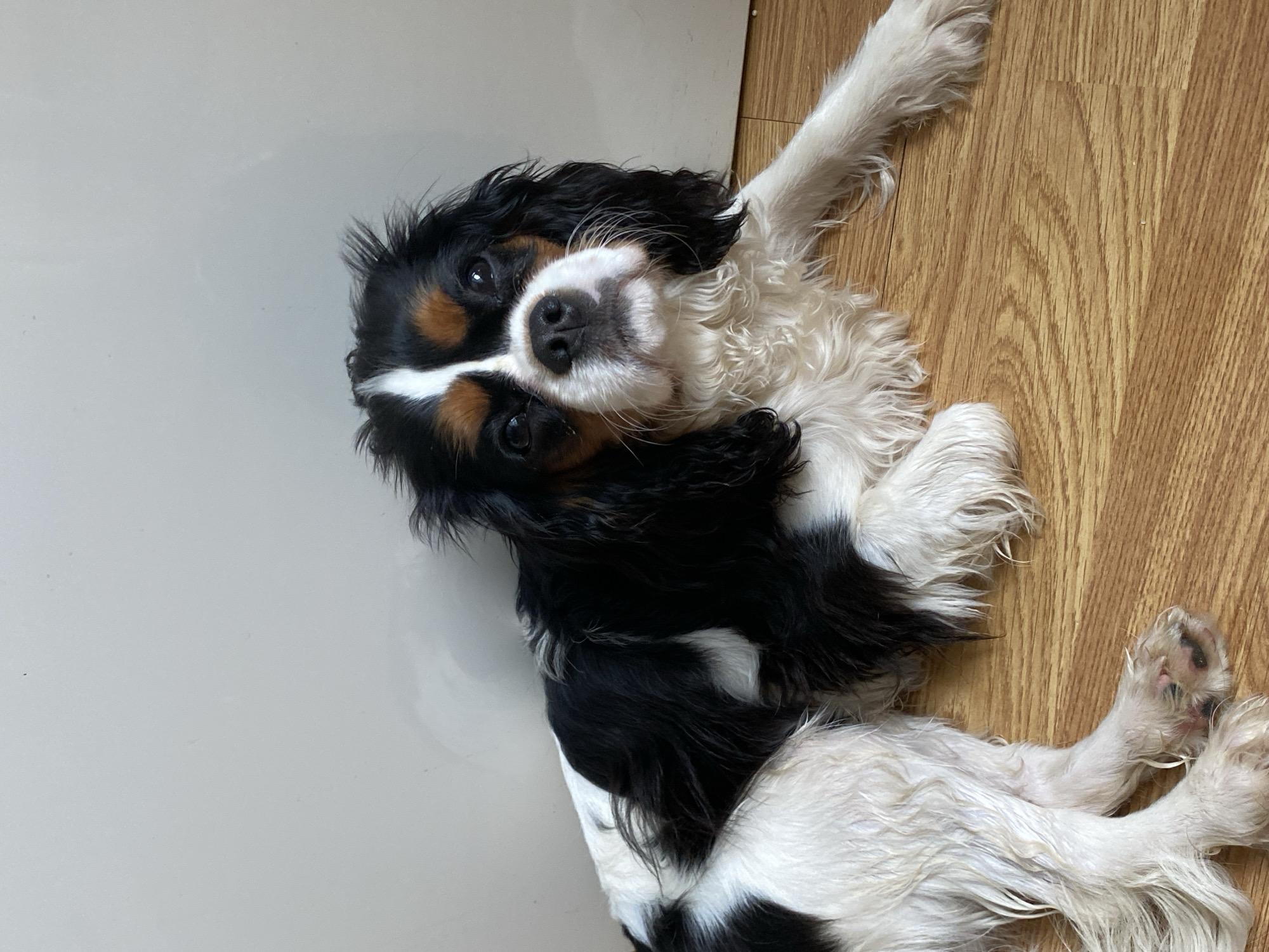 A Cavalier King Charles Spaniel, with a tri-color coat of black, white, and tan, lies on its side on a floor that transitions from a light-colored tile on the left to a wood-grain laminate on the right. The dog's head is tilted upwards, looking towards the viewer. There is no information to suggest that the location is in Votkinsk, Russia.