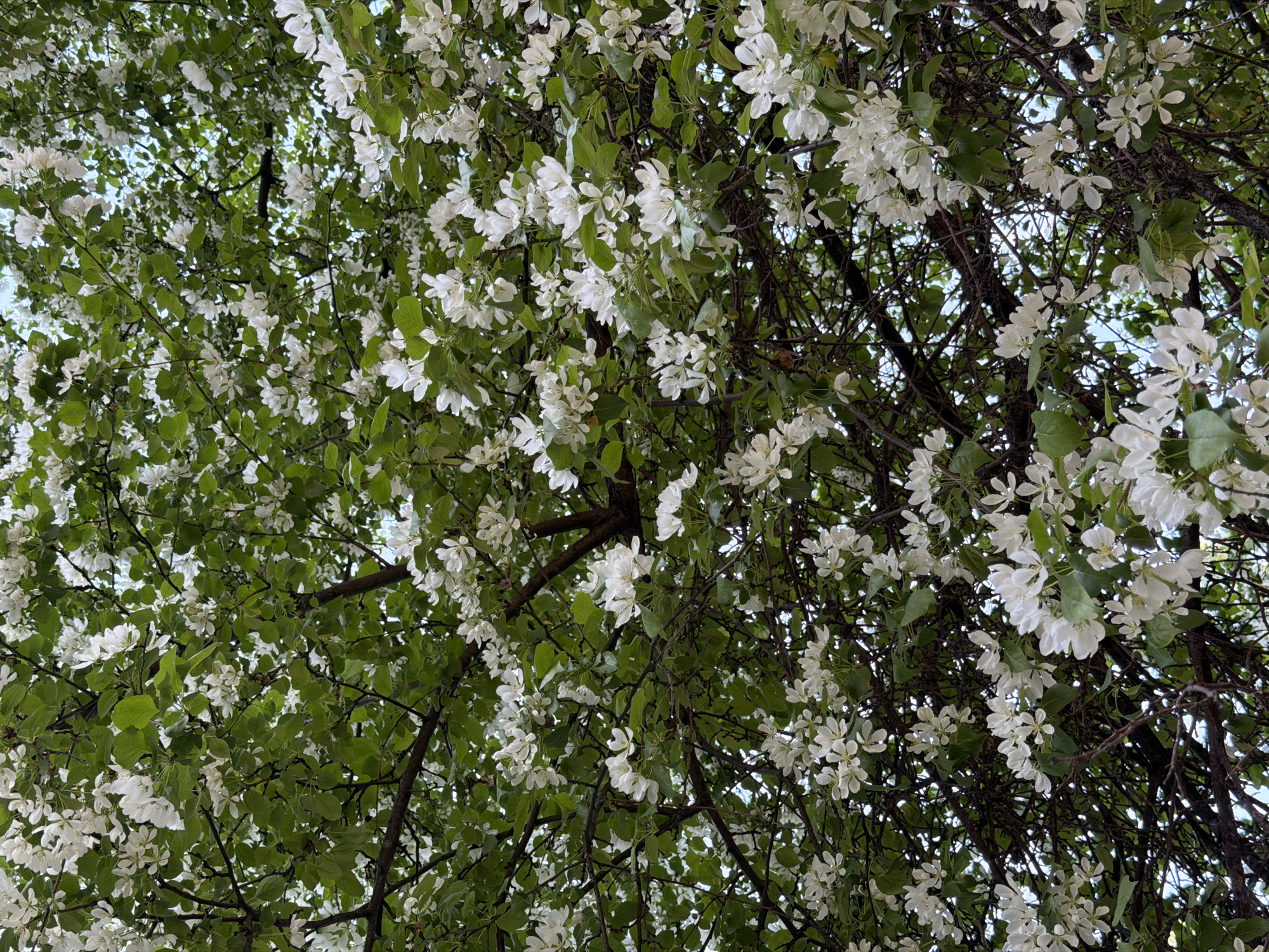 The image shows a view looking up into a tree in full bloom. The tree's branches are covered with white flowers and green leaves, creating a dense canopy. The branches are dark brown, and glimpses of the sky are visible through the gaps in the foliage. The lighting is bright, suggesting it is daytime. It is not possible to independently verify the location in Chaikovsky, Russia based on the image alone.