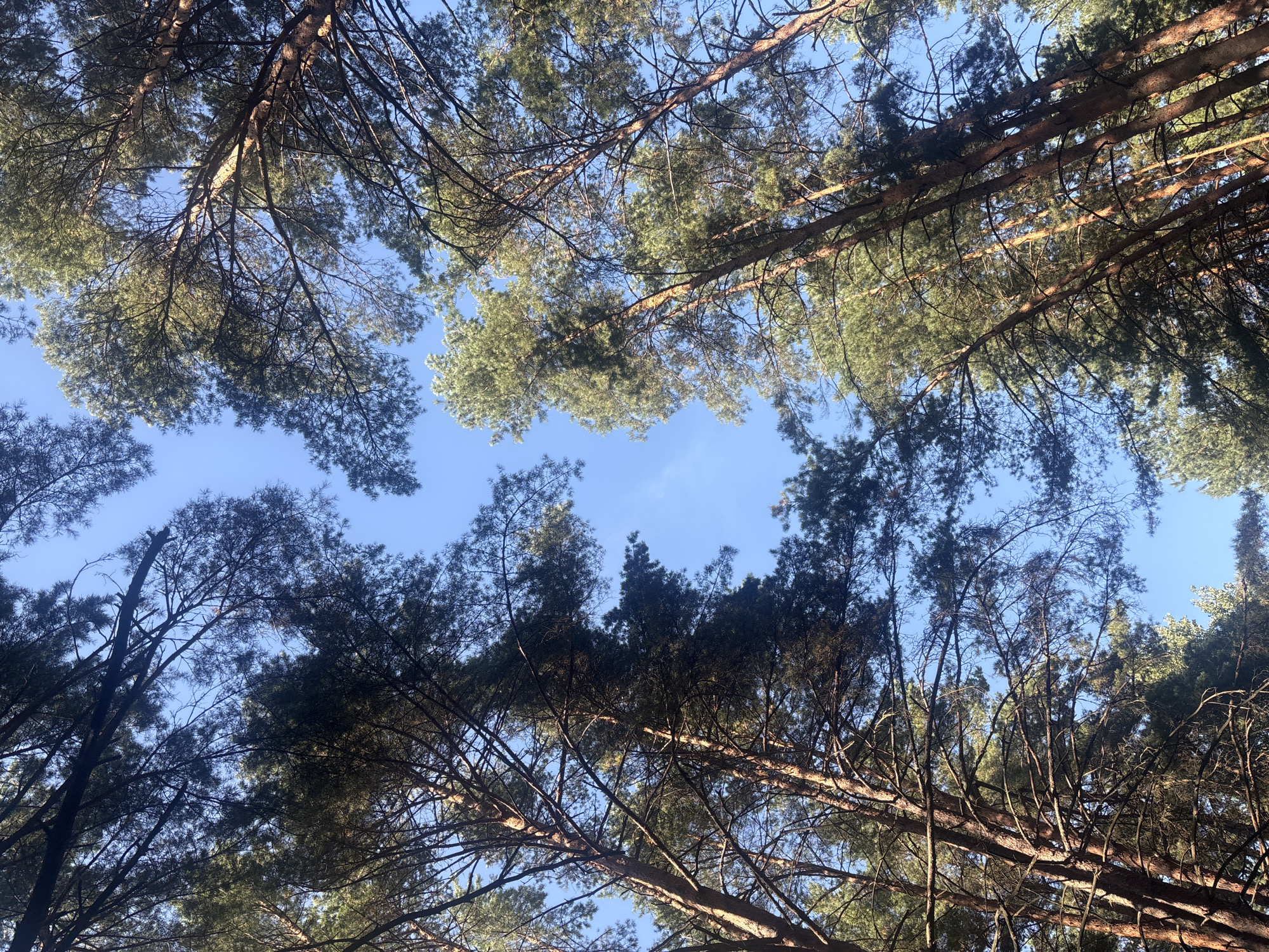 The image shows an upward view of tall pine trees against a clear blue sky. The trees are densely packed, with their branches and needles creating a textured canopy. Sunlight filters through the branches, highlighting some of the trunks and foliage. The scene appears to be in a forest or park, consistent with the natural surroundings of Salihorsk, Belarus, a city known for its mining operations and surrounding green spaces. There are no people or specific landmarks visible that would indicate a precise location within the city, but the environment suggests a natural outdoor setting typical of the region.