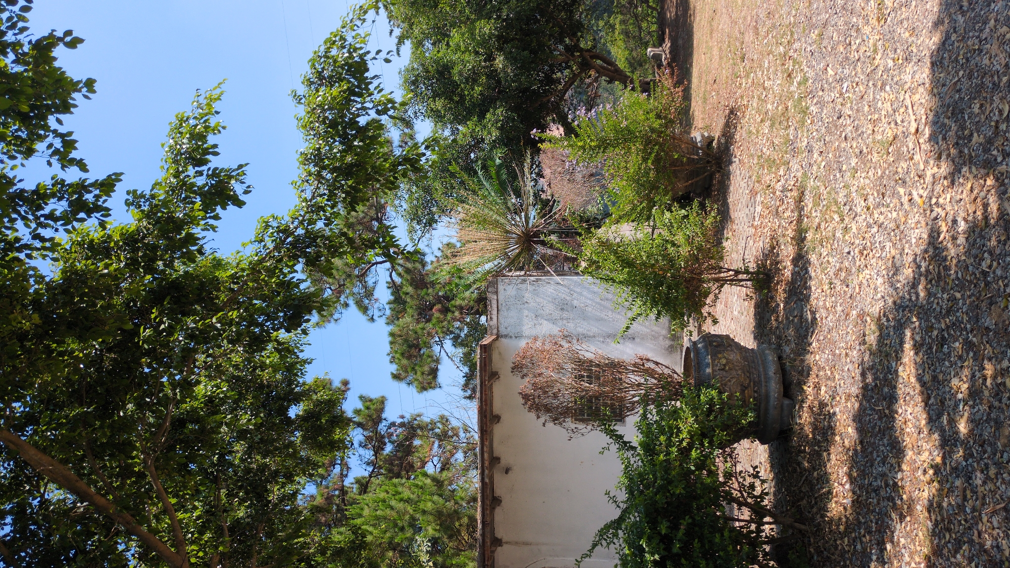 The image shows a building exterior in Lâm Sơn, Vietnam, surrounded by lush vegetation. A white wall with visible wear and tear is partially obscured by trees and shrubs. A unique, spiky plant grows near the building's roofline. Large trees with dense foliage frame the scene, reaching towards a clear blue sky. The ground is covered in a mix of gravel and fallen leaves, dappled with sunlight and shadows. A decorative planter sits near the bottom of the frame, partially hidden by surrounding greenery.