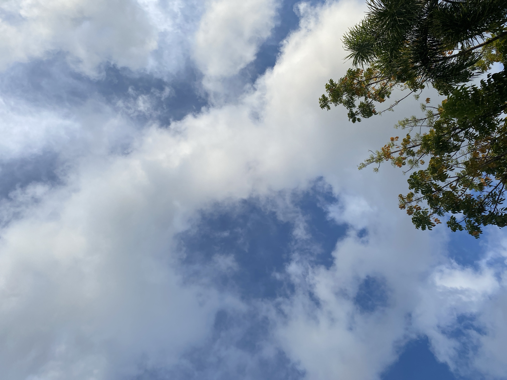 The image depicts a sky with scattered white clouds and patches of blue. The tops of several trees are visible in the lower right and bottom portion of the frame. One tree has green and yellow leaves, while another appears to be a palm tree with dark green fronds. The image is taken from a low angle, looking upwards. There are no people or identifiable landmarks present, making it impossible to determine a specific location within Banda Aceh, Indonesia, or any other city. The environment appears to be outdoors during daylight hours, with the clouds suggesting a potentially variable weather condition.