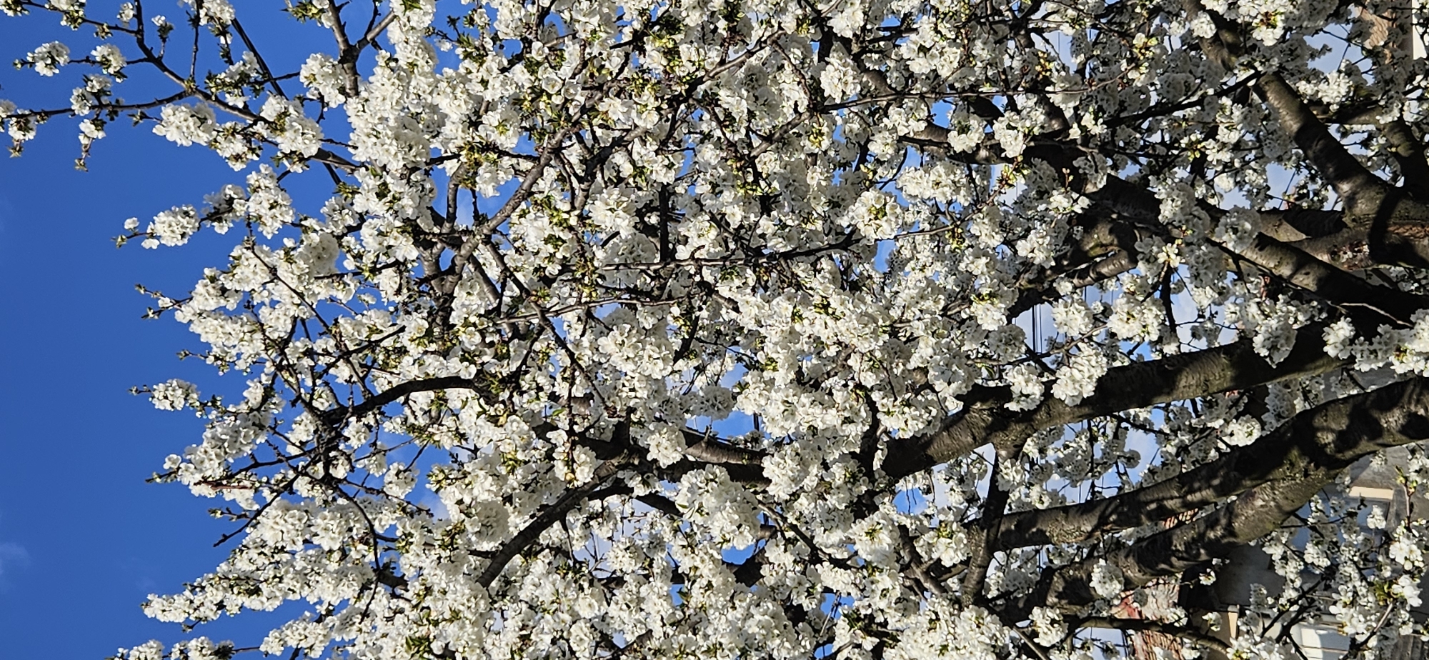 A tree with white blossoms fills the frame against a bright blue sky. The tree branches are visible through the blossoms, forming a dense network. The location is the city of Unknown, Unknown.