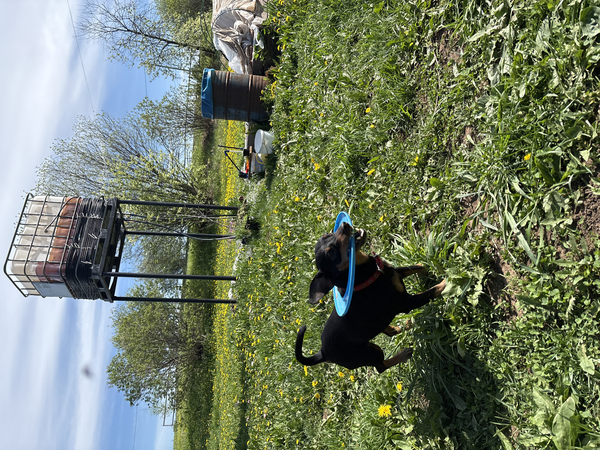 A black and tan dachshund is depicted in a grassy field, holding a blue ring in its mouth. The dog wears a red collar. The field is filled with dandelions. In the background, there is a metal tank on a stand, a large barrel, and various other objects, including a white bucket. Bare trees are visible in the distance. The sky is blue with some clouds. The image is taken at Усть-Тунтор, Russia.