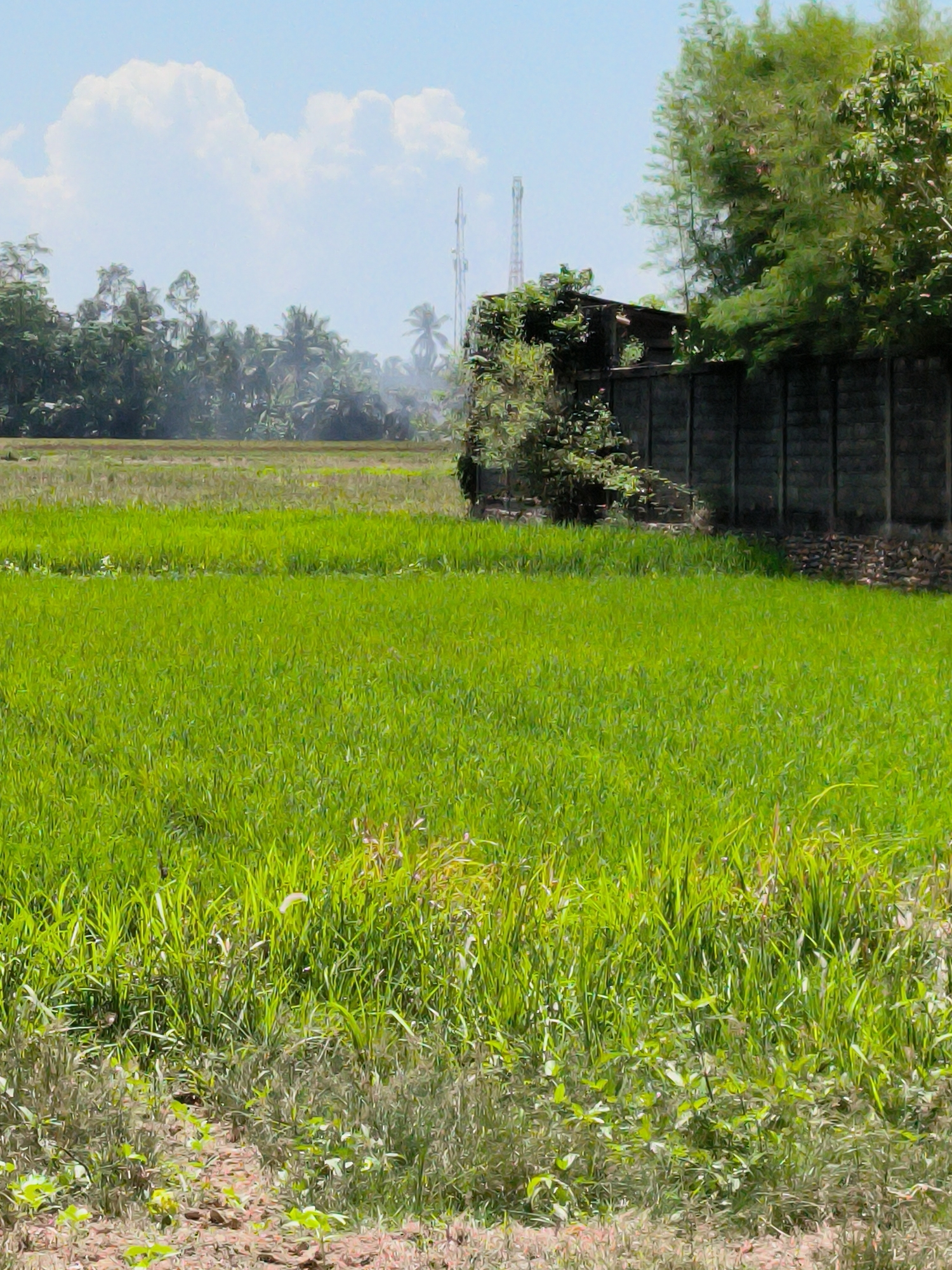The image shows a rural landscape in Putoh Sa, Indonesia. A vibrant green rice field dominates the foreground, transitioning into a denser, taller grassy area at the bottom of the frame. Beyond the rice field, a concrete wall overgrown with vegetation marks a boundary. Trees and foliage extend above and behind the wall, obscuring any structures that may lie beyond. In the background, a line of trees is visible, with what appears to be cellular towers or communication antennas rising above them. The sky is blue with scattered white clouds. No people are visible in the scene. The setting appears to be a sunny day.