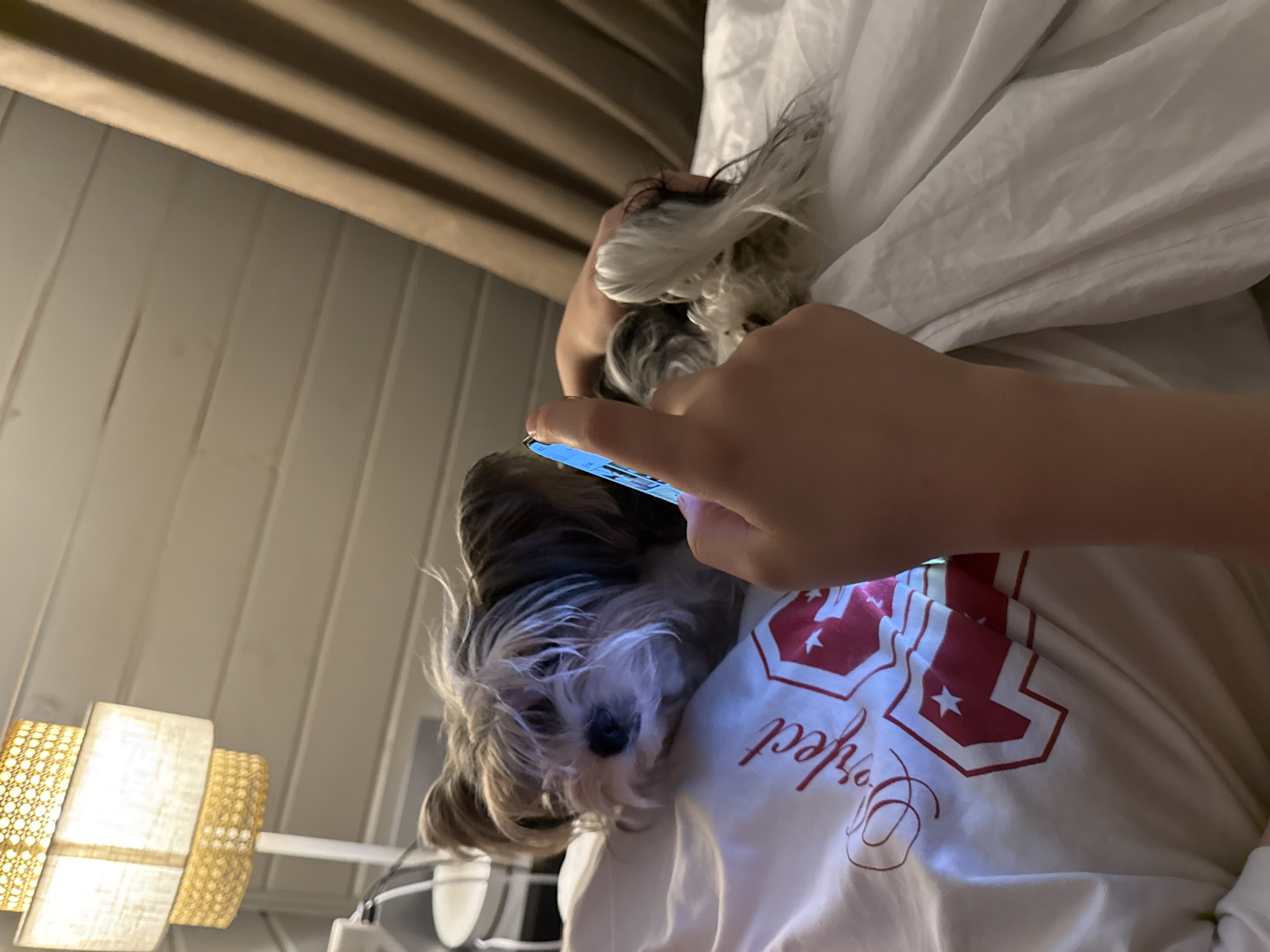 A person is holding a cell phone, presumably taking a photograph of a small dog. The dog is lying on a white shirt, possibly on a bed. A lamp is visible in the background. The location is Buzhaninovo, Russia.