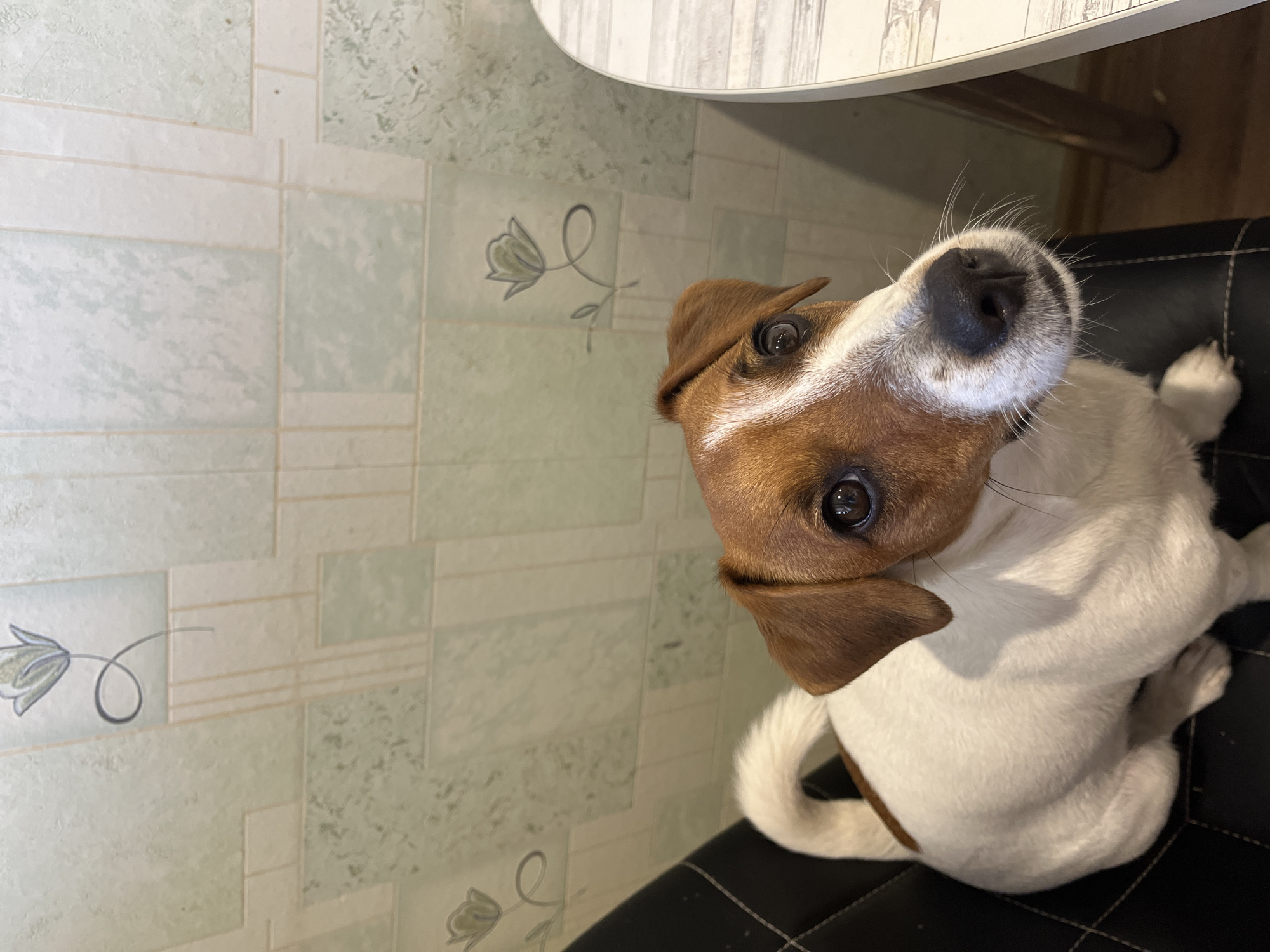 The image, taken in Chaikovsky, Russia, features a small, white and brown dog, likely a Jack Russell Terrier, sitting on a black, cushioned chair with white diamond stitching. The dog is positioned in the lower right portion of the frame, looking up and slightly to the left with an attentive and curious expression, its head tilted. Its fur is predominantly white with brown patches on its head and ears, and a small brown patch on its back.
In the background, a light-colored, possibly wood-grain patterned table is visible in the upper right corner. The main background surface, which could be a floor or lower wall, displays a light green and white geometric pattern, resembling tiles or linoleum. This pattern incorporates stylized floral motifs, specifically simple outline drawings of flowers with swirling stems, two of which are clearly visible. The overall setting appears to be an indoor domestic space, such as a kitchen or dining area. The lighting is bright and even, suggesting a daytime scene. No visible text is present in the image. The dog's posture and direct gaze towards the viewer convey a sense of engagement and a gentle, perhaps hopeful, demeanor.