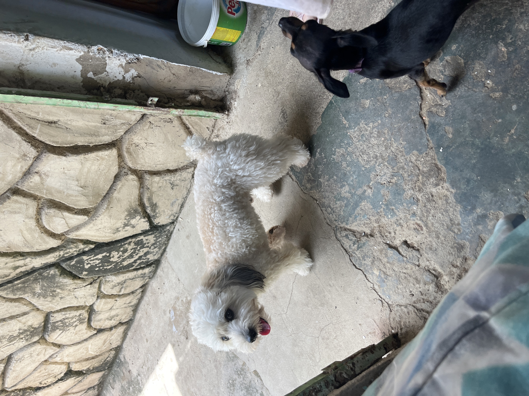 The image depicts an outdoor scene, likely a courtyard or alleyway, with two dogs. A small, fluffy, light-colored dog with dark eyes and a pink tongue is standing on the left side of the frame, looking to its left. Its fur is curly and appears to be recently groomed. To the right of the white dog and further back in the frame, a black and tan Dachshund is visible from the rear, facing away from the camera. This dog is wearing a purple collar.
The ground is paved with concrete, showing signs of wear and cracking. Behind the dogs, a textured wall made of irregular, light-colored stones is visible. To the far right, a green and white plastic bucket with a yellow label containing the word "Pe" is partially visible. The environment suggests a somewhat rustic or utilitarian setting.
The lighting indicates it is daytime, with shadows cast on the ground, suggesting the sun is positioned to the left of the frame. The overall impression is a candid snapshot of two domestic animals in an urban or semi-urban outdoor space, possibly in Juan Griego, Venezuela, given the context. The presence of the stone wall and the simple concrete flooring could be characteristic of residential or commercial back areas in such a location.