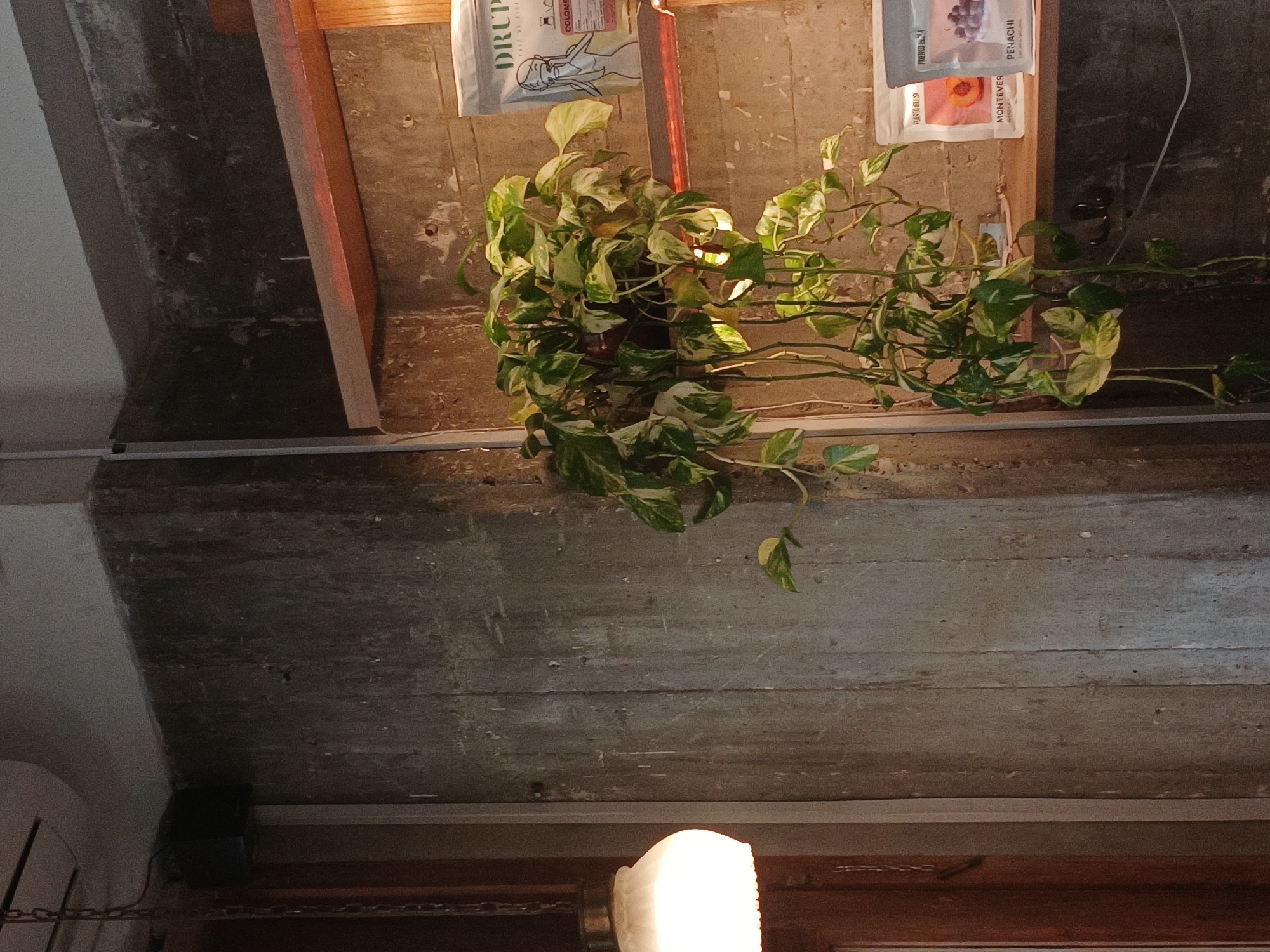 A low-angle shot showcases a pothos plant, likely a golden pothos (Epipremnum aureum), suspended from a ceiling fixture. The pot containing the plant is situated near two hanging promotional bags, one labeled "DRUP" and another with the words "PENACHI" and "MONTEVER." The backdrop reveals a weathered ceiling with visible wooden planks. Below the ceiling, a light fixture emits a strong glow, obscuring details of what is below. The location is potentially in Buenos Aires, Argentina, based on the items displayed.