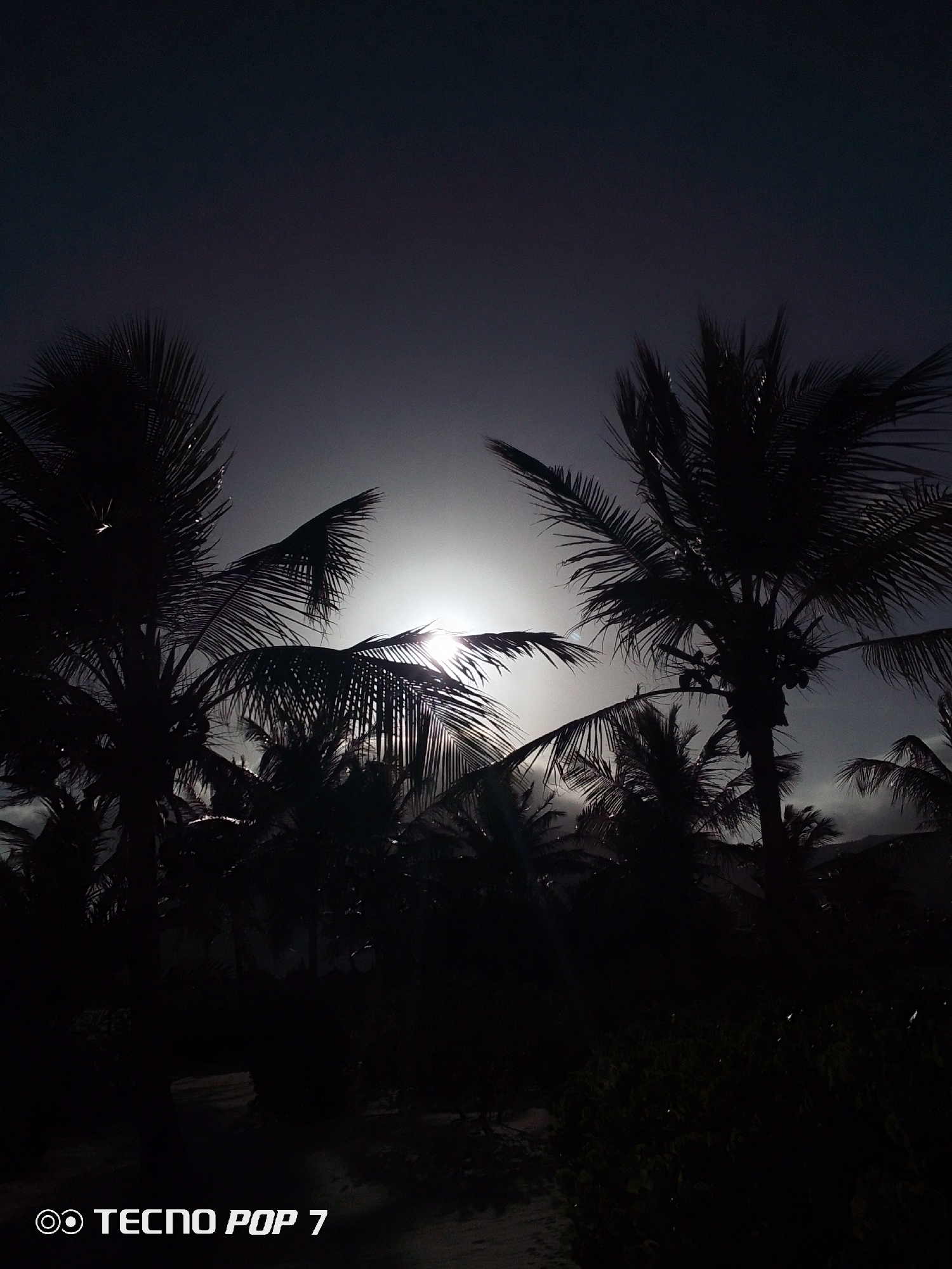 The image is a nighttime shot of palm trees, possibly in Pedro González, Venezuela, given the instructions. The sky is dark, with a bright light source, likely the sun or moon, partially obscured by the palm fronds. The trees are silhouetted against the light. The ground is obscured in shadow. The logo "TECNOP POP 7" is in the lower left corner.